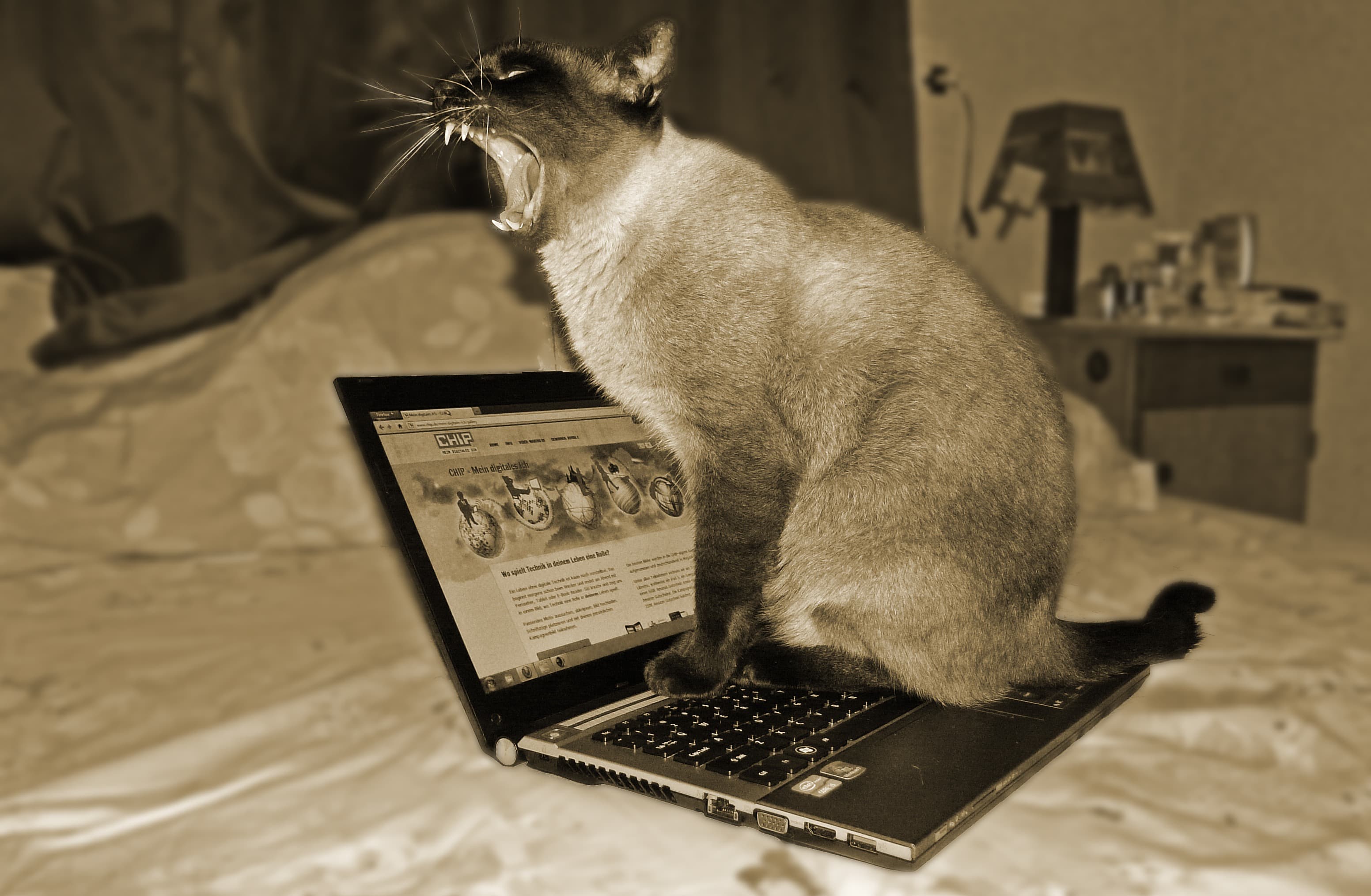 Cat on laptop yawning