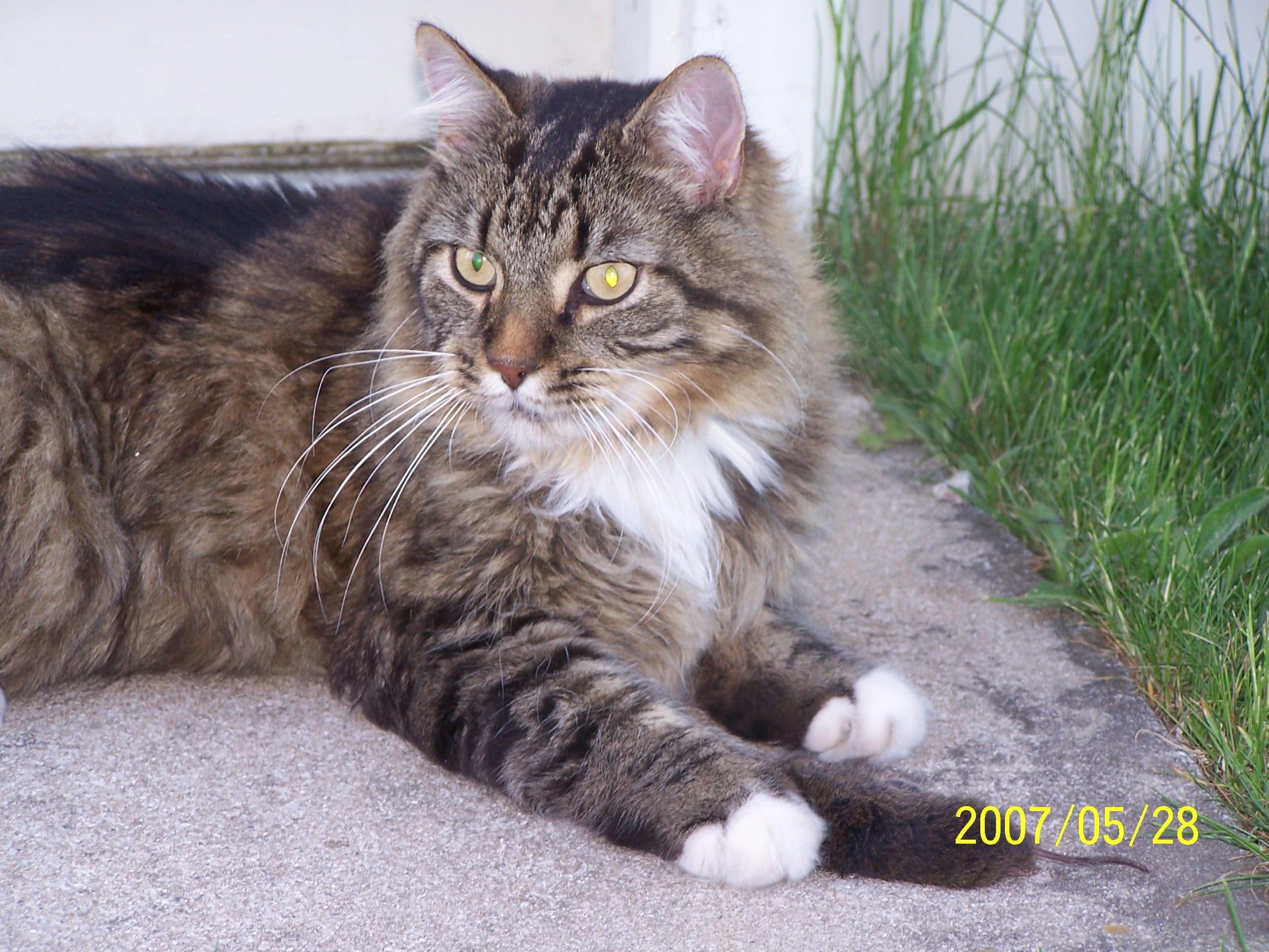 Tabby cat and freshly-killed rodent