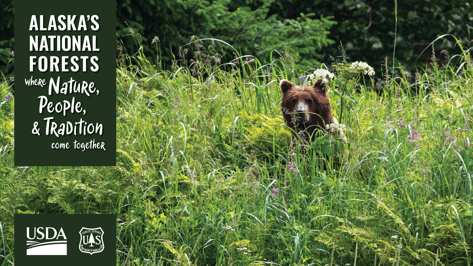 Bear in wildflowers (54104084979)