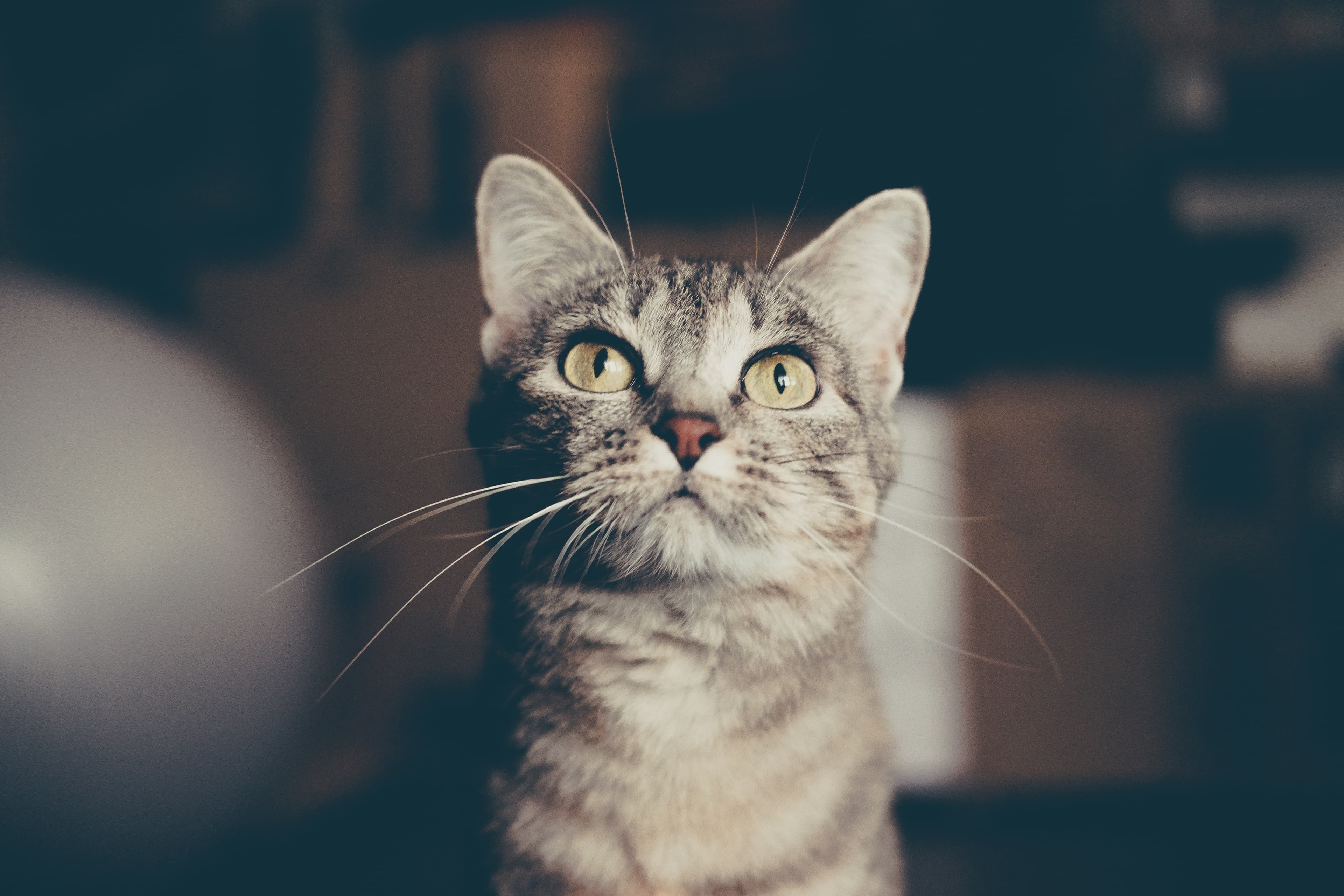Startled tabby (Unsplash)