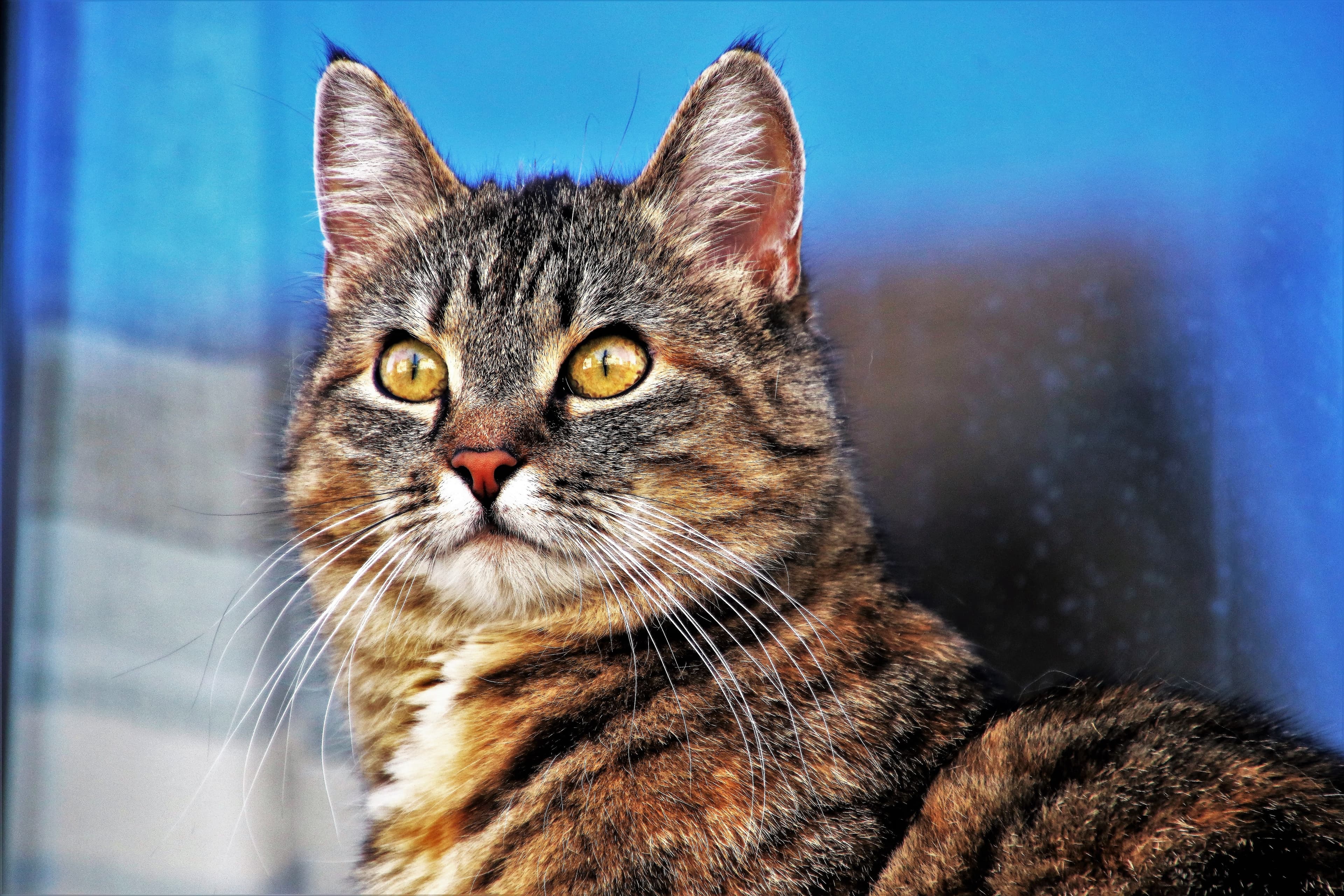 Tabby cat-3337027
