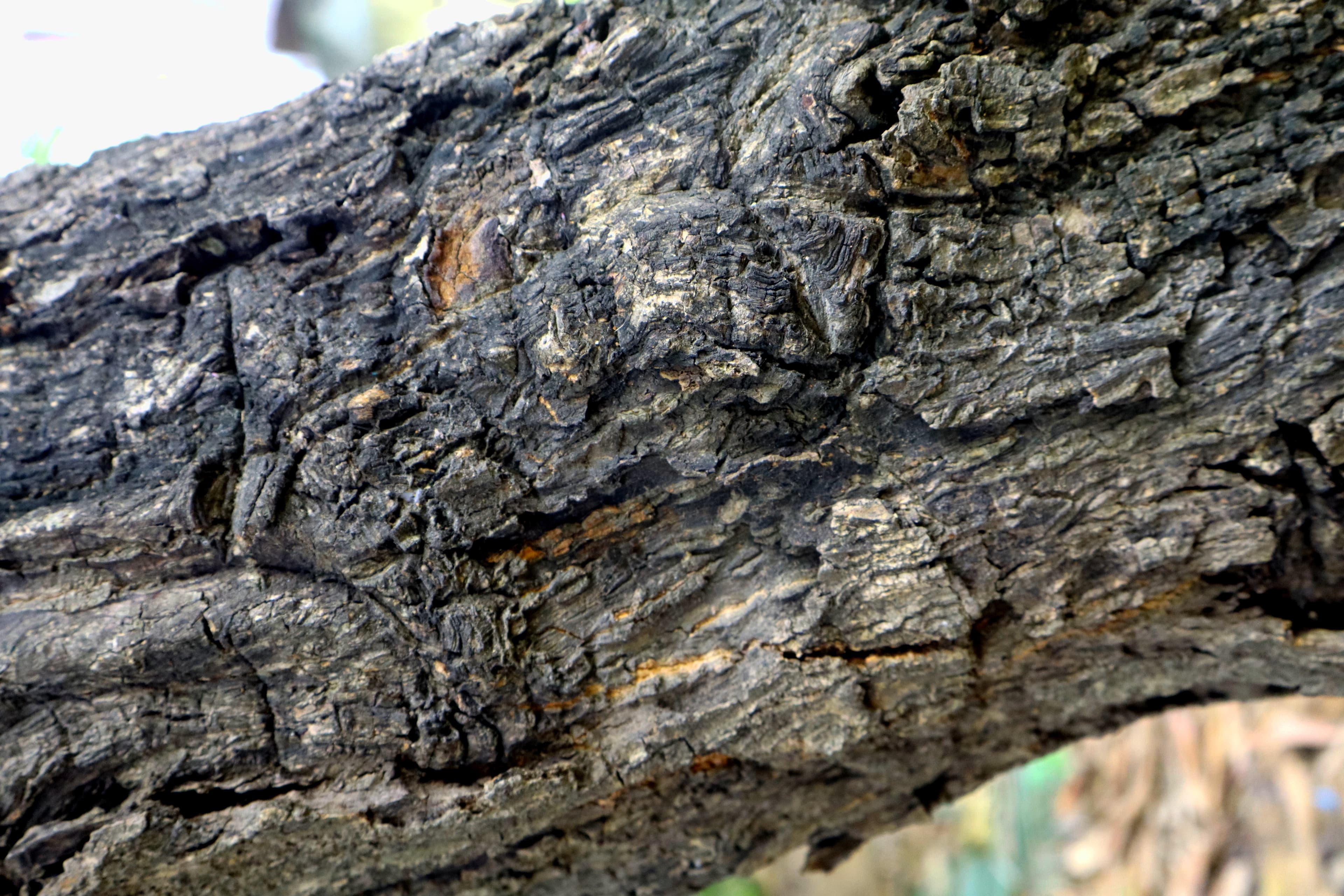 Bark of Mango tree