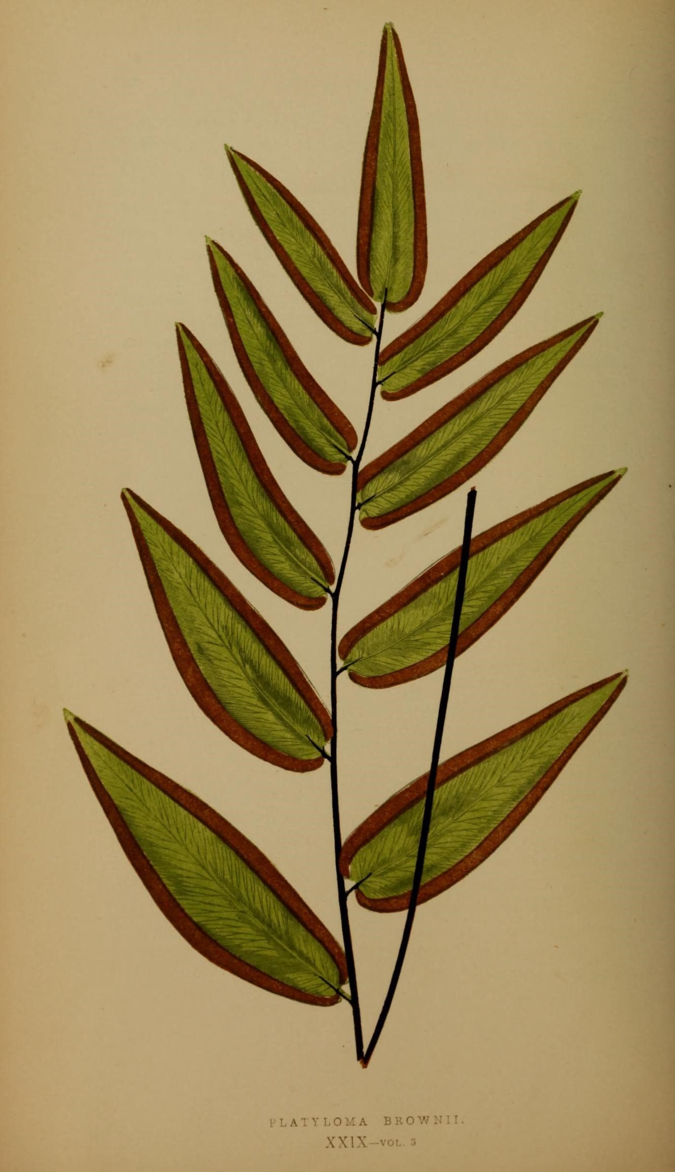 Ferns- British and exotic (10292113155)