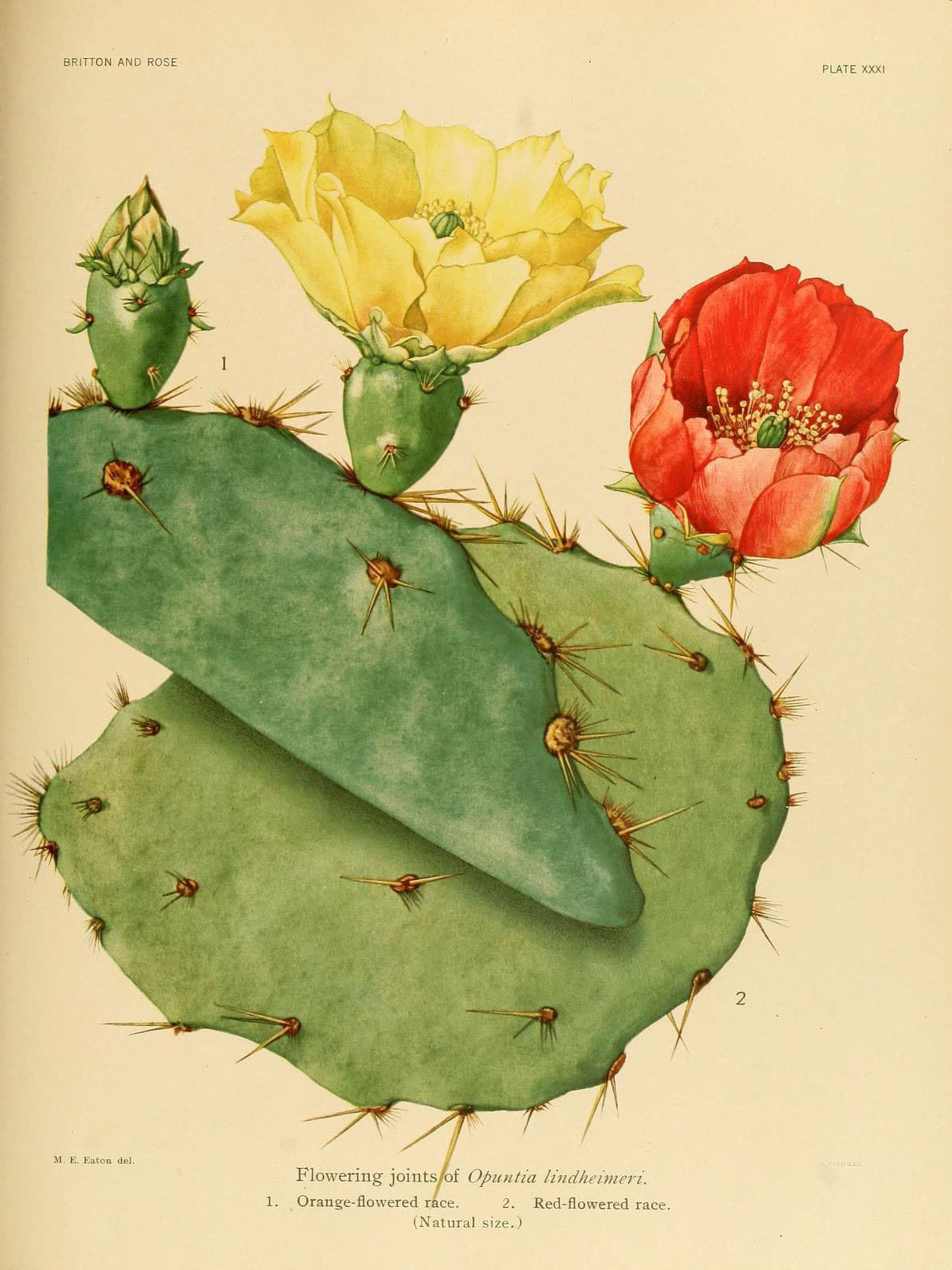The Cactaceae (Plate XXXI) (6026510636)