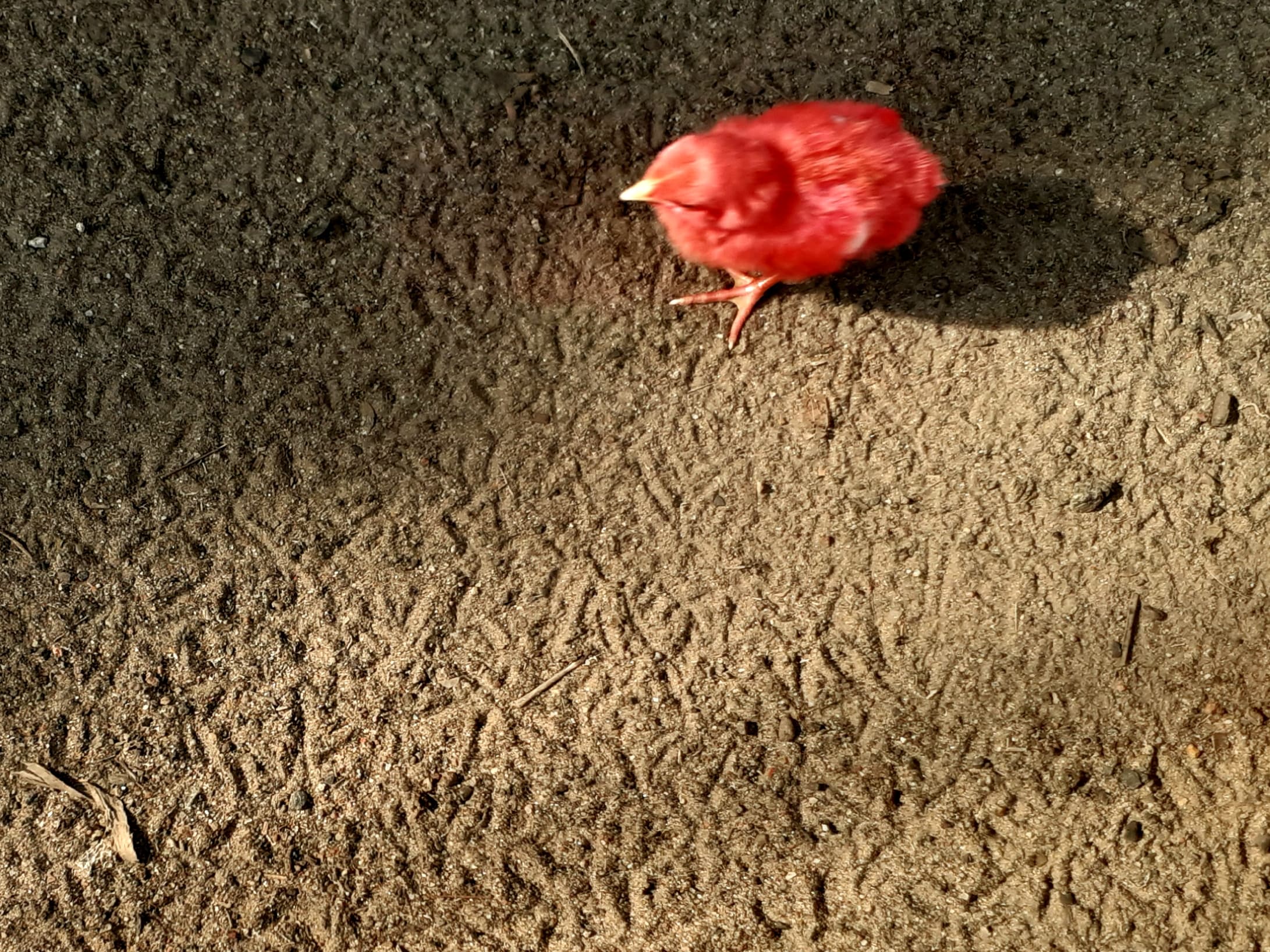 Footprint of chickens Tamilnadu India