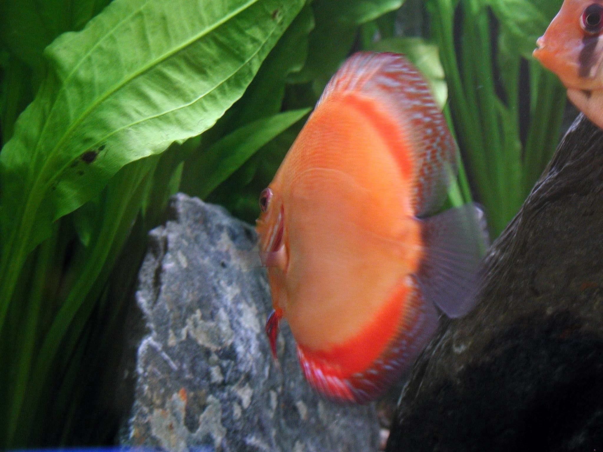 Sea underwater fish