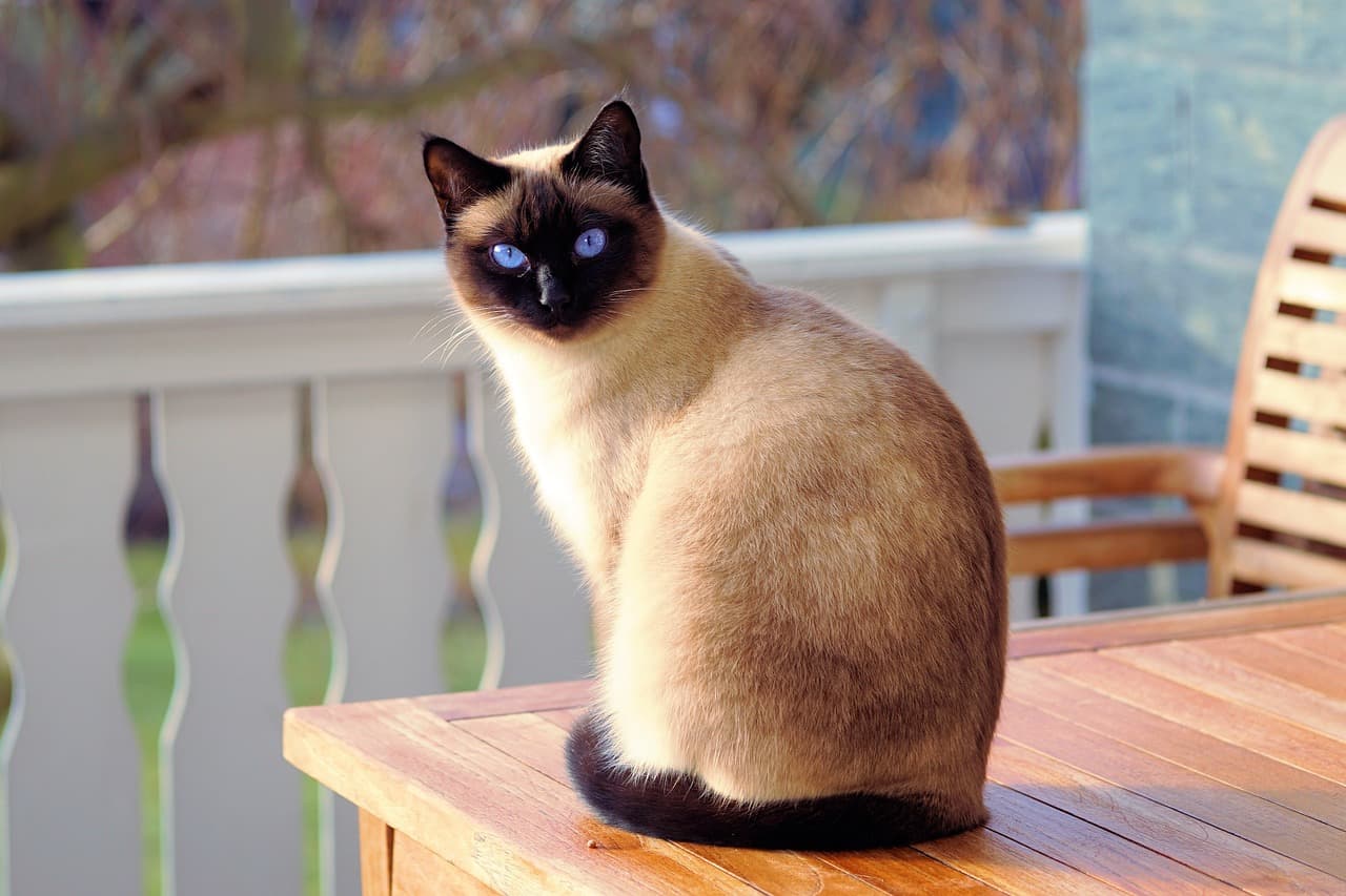 Siamese-Cat Andreas-LischkaPixabay