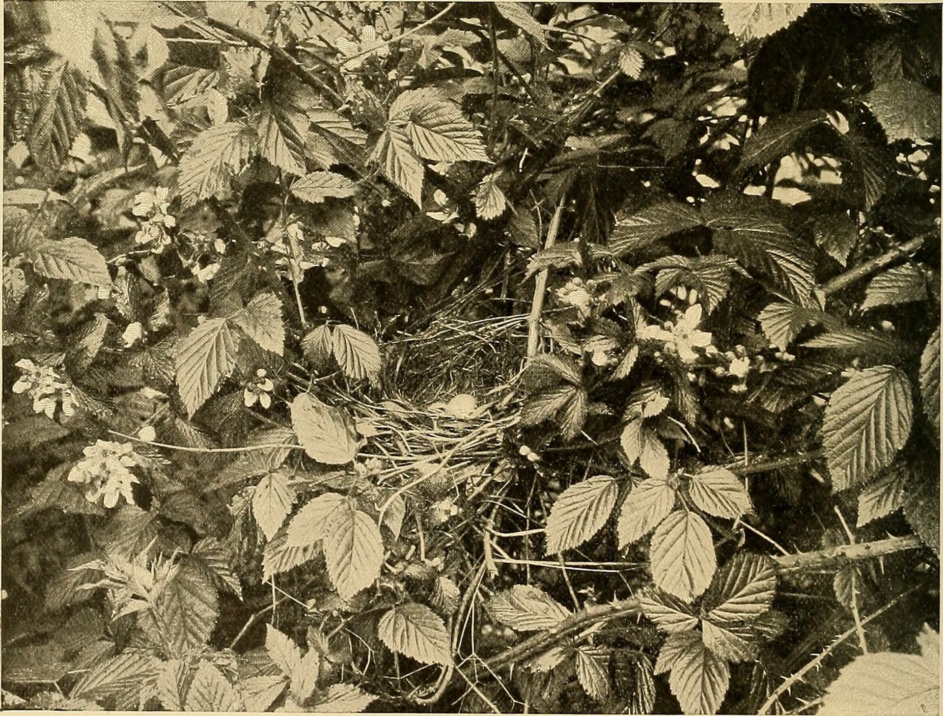 Bird lore (1903) (14747636911)