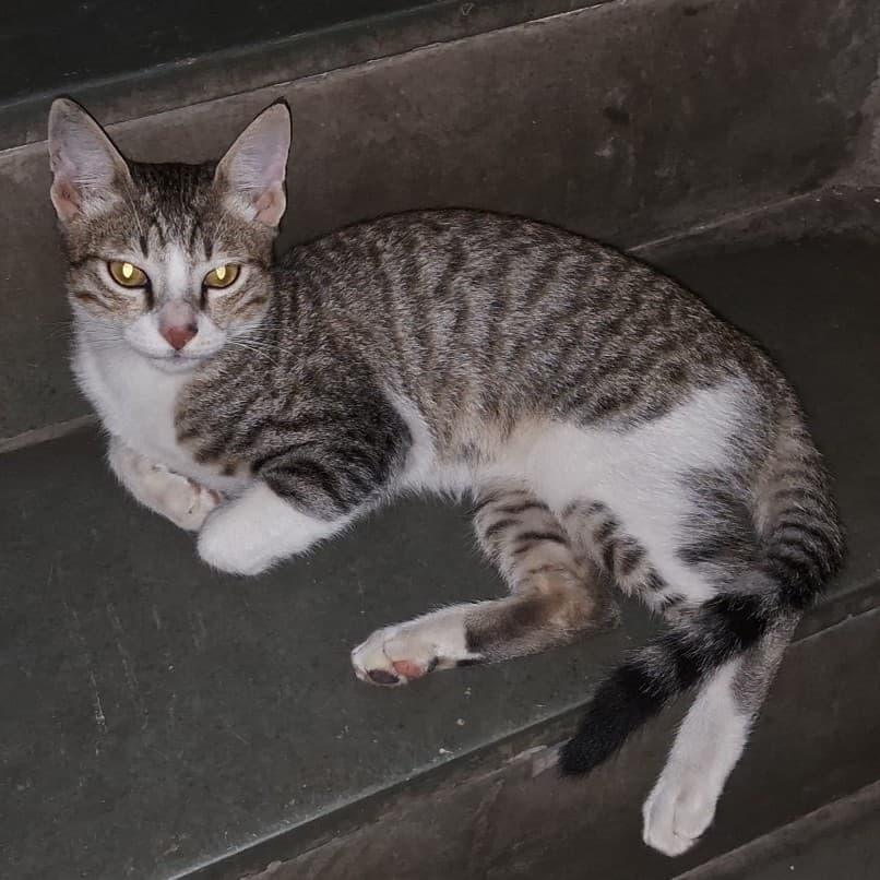 Chill Glowy Tabby-Cat