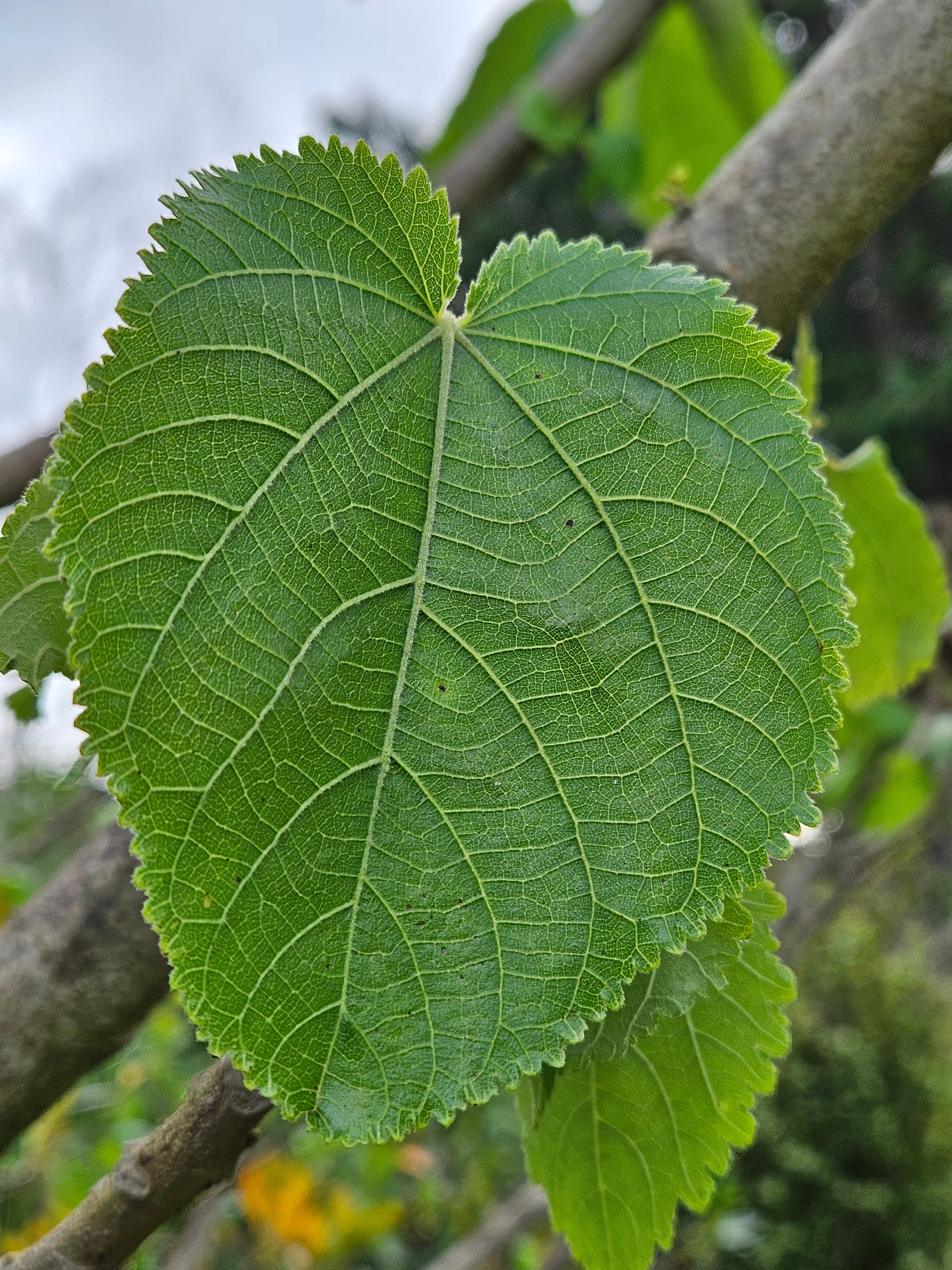 Entelea arborescens leaf 20250701 153410