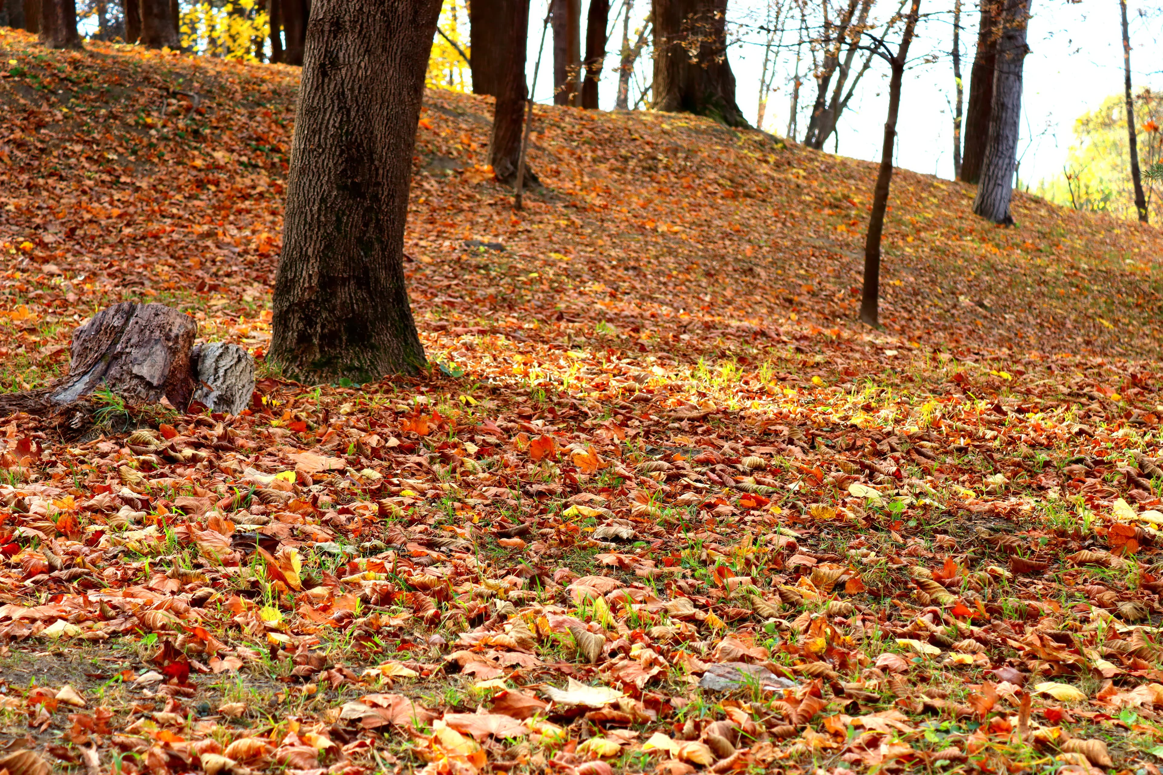 Autumn leaves, Valea Morilor park