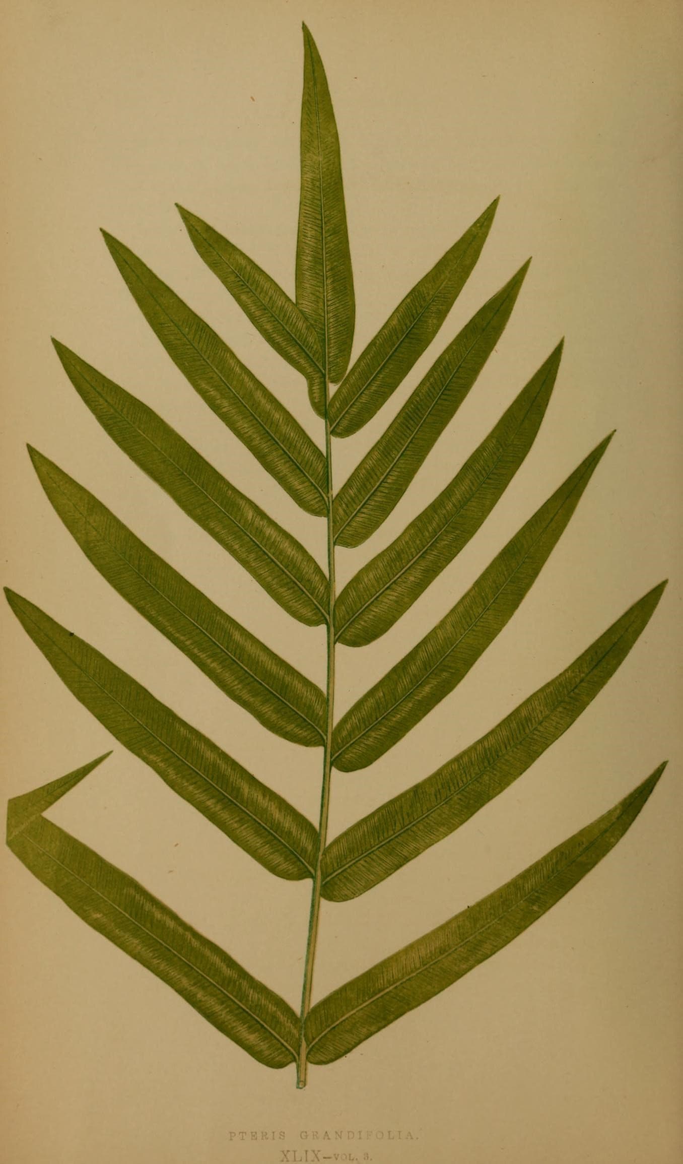 Ferns- British and exotic (10292294193)