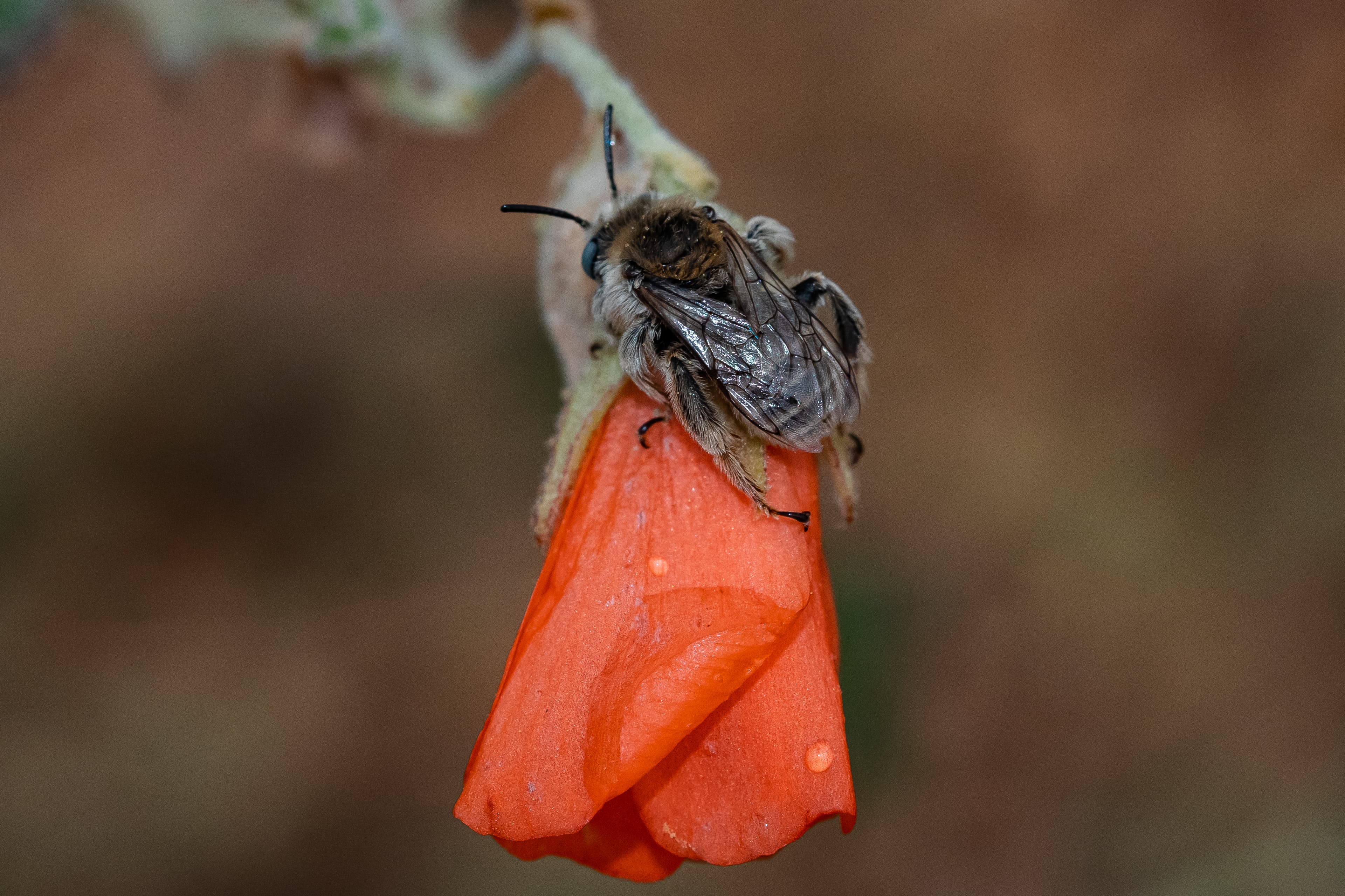 Macro Bee (52369850478)
