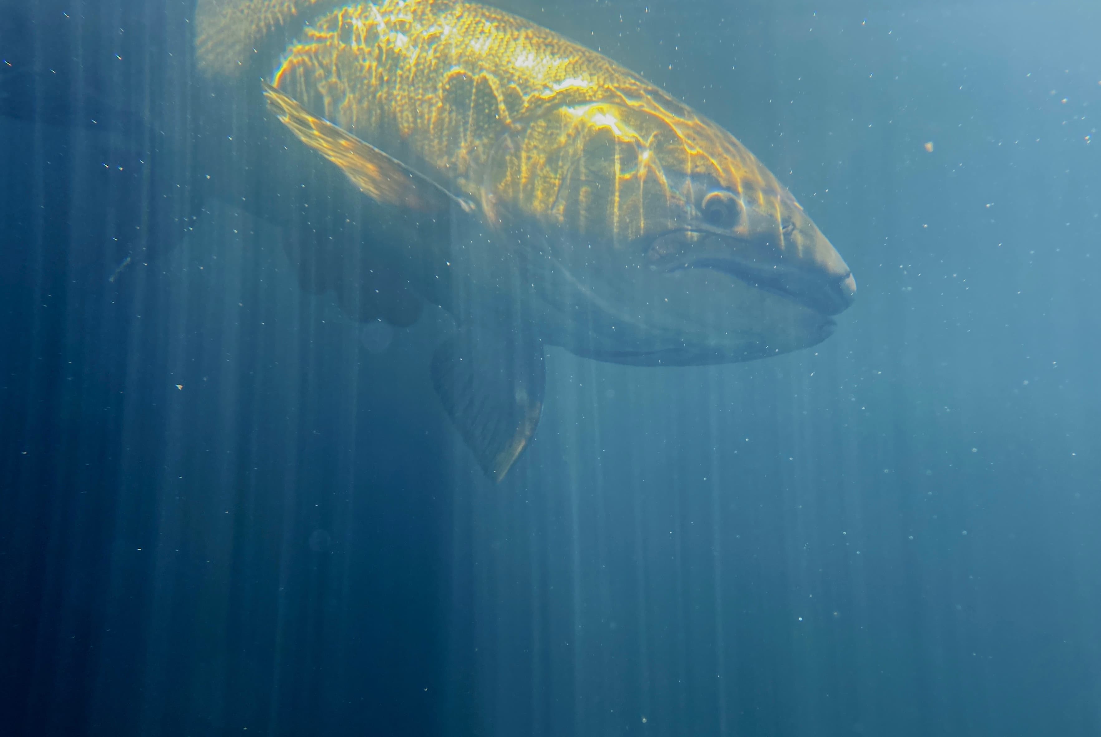 Underwater salmon (52263938449)