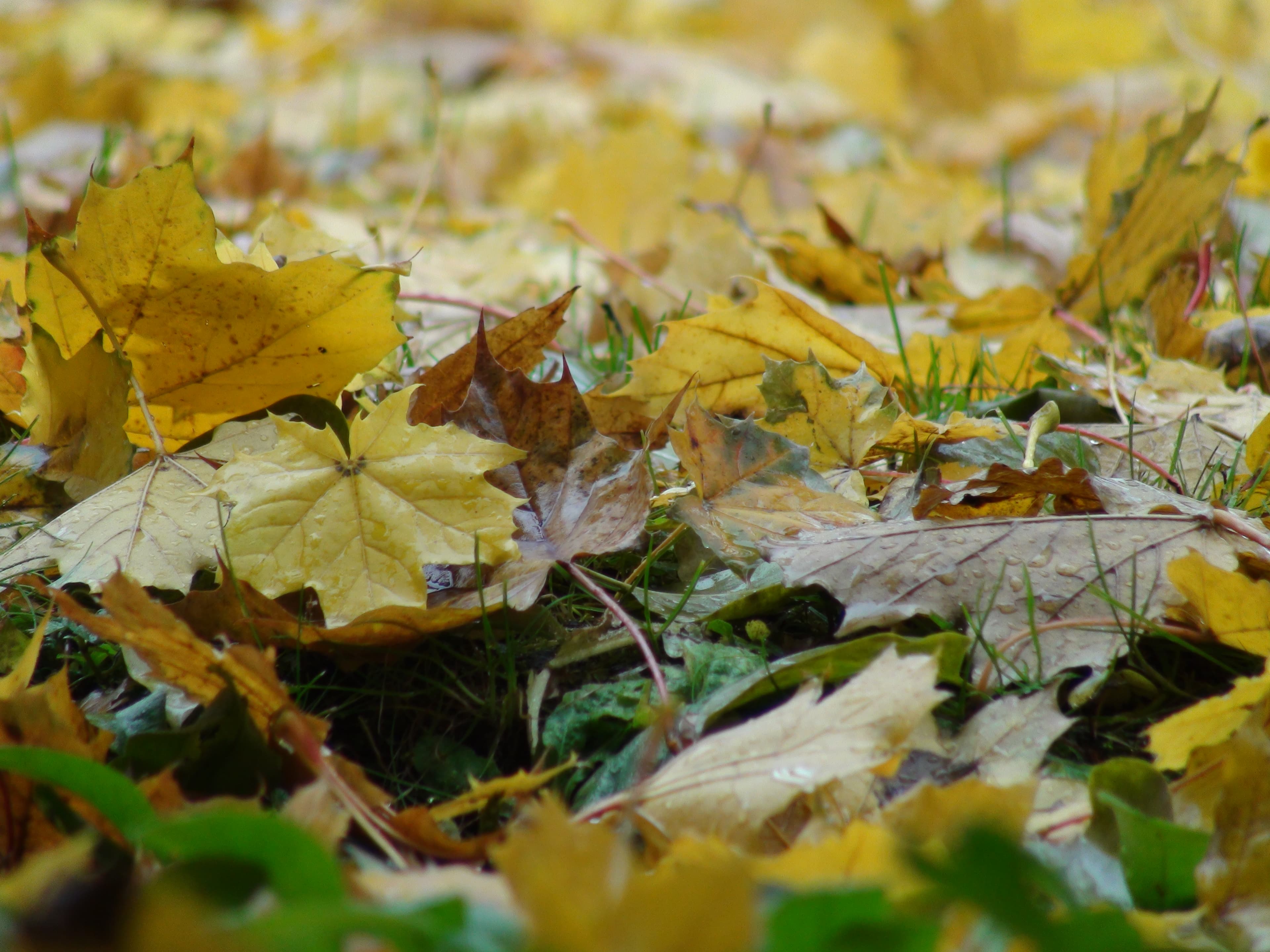Autumn Leaves Montreal