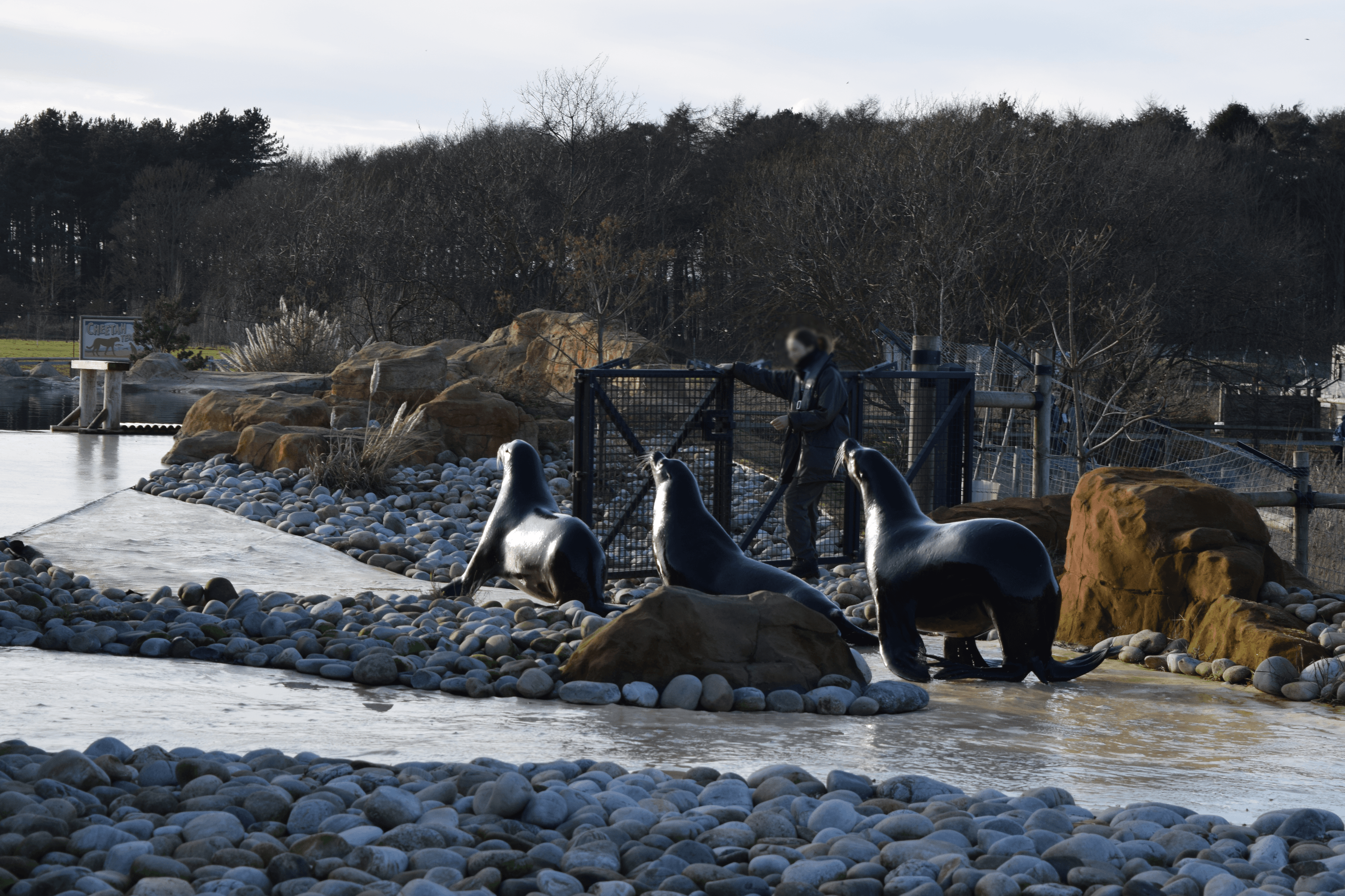 Sea Lions at Yorkshire Wildlife Park