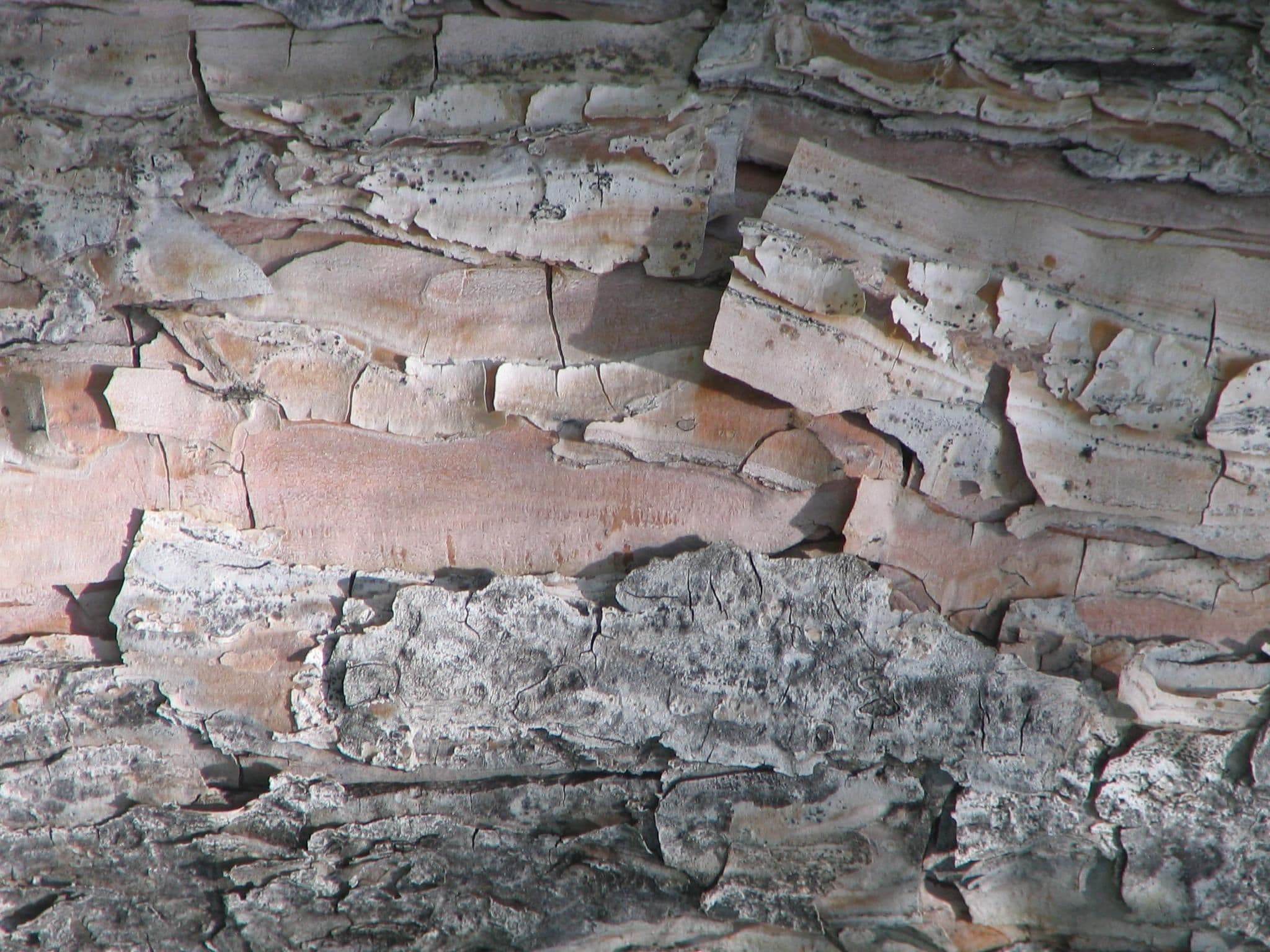 Bark wood texture