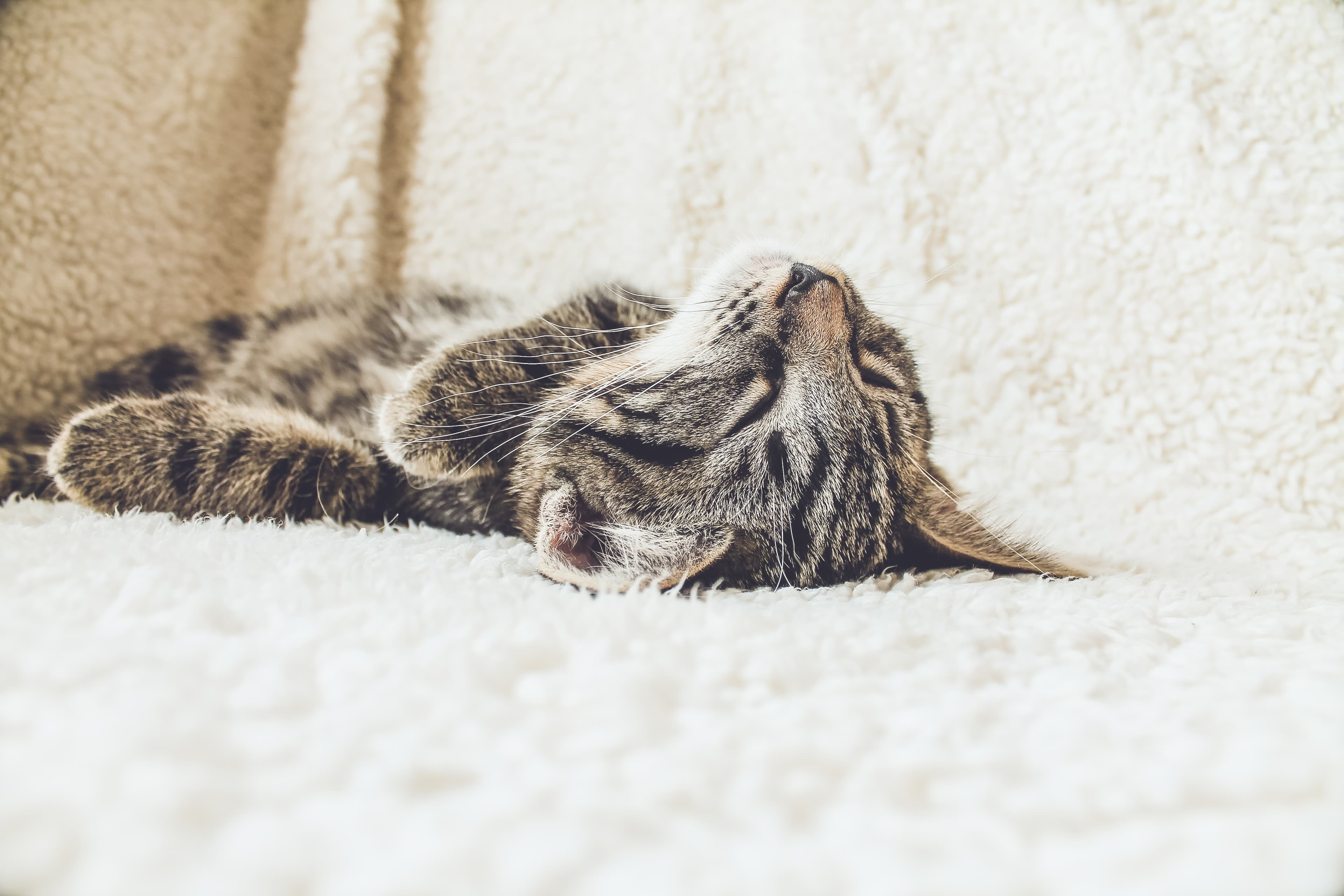 Relaxed tabby cat (Unsplash)