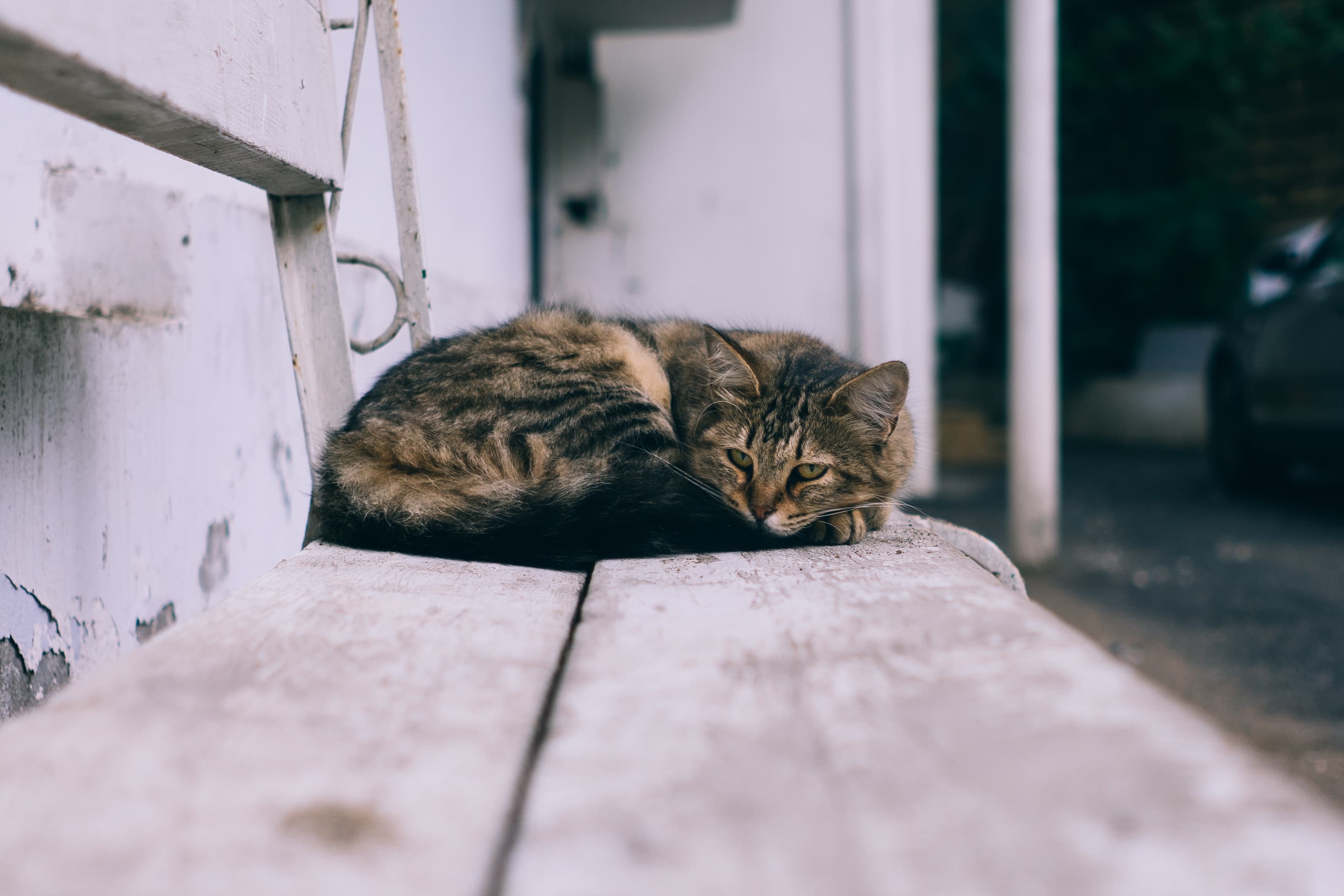 Tabby resting on a bench (Unsplash)