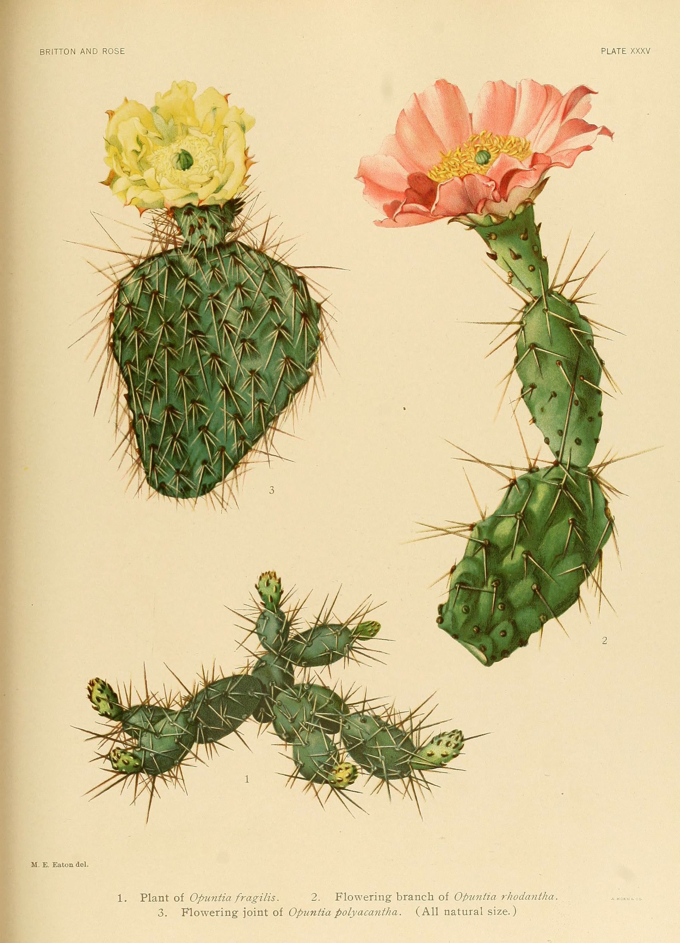 The Cactaceae (Plate XXXV) (6025956507)