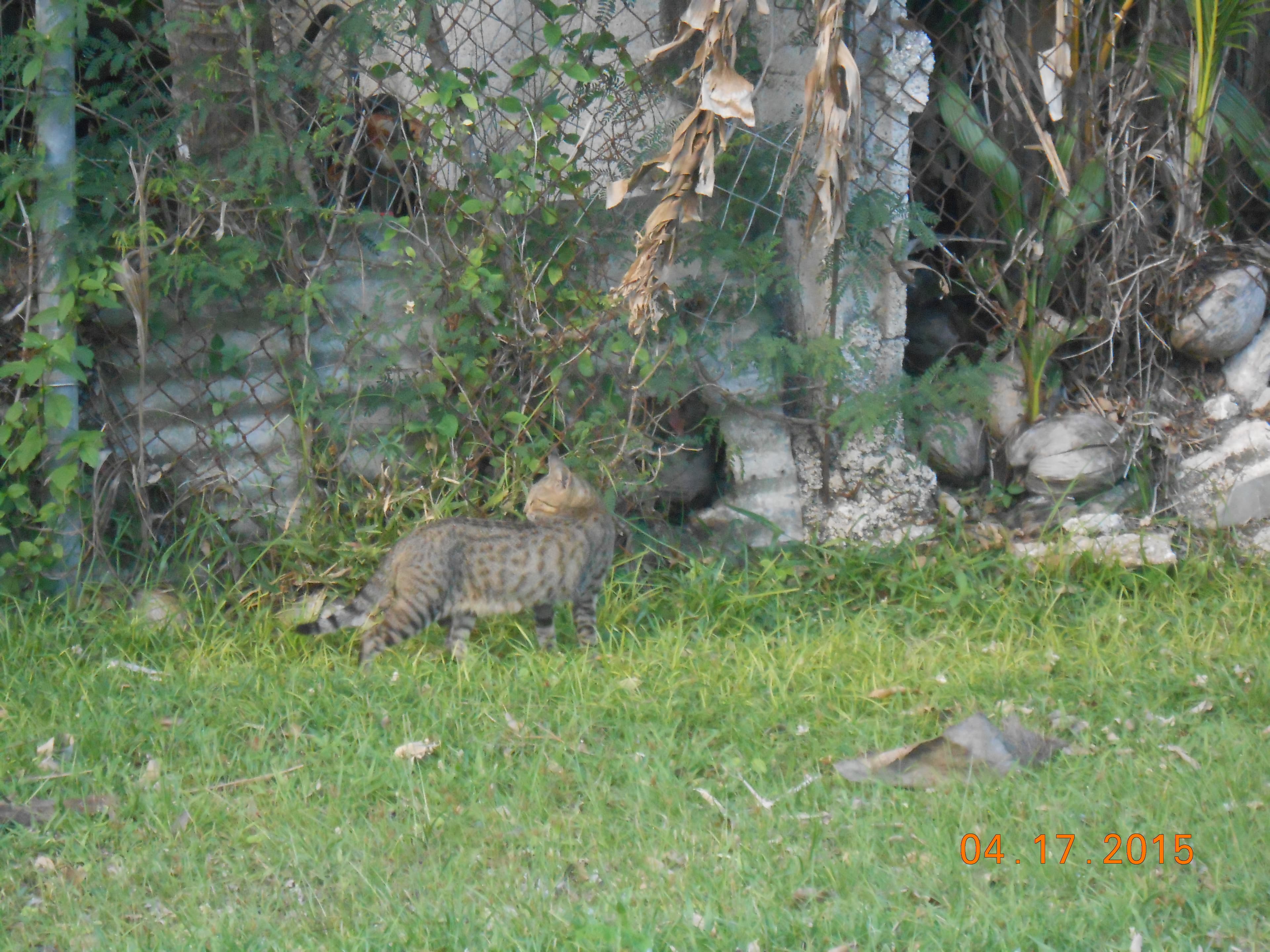 Tabby cat on grass