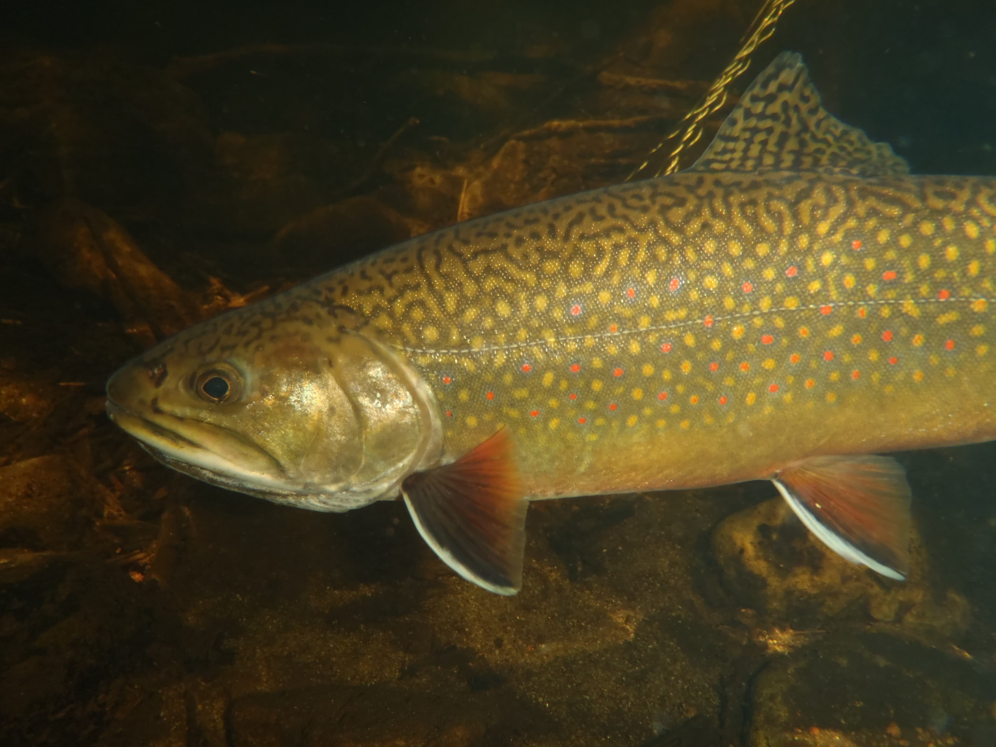 Underwater Brook Trout (6303030410)