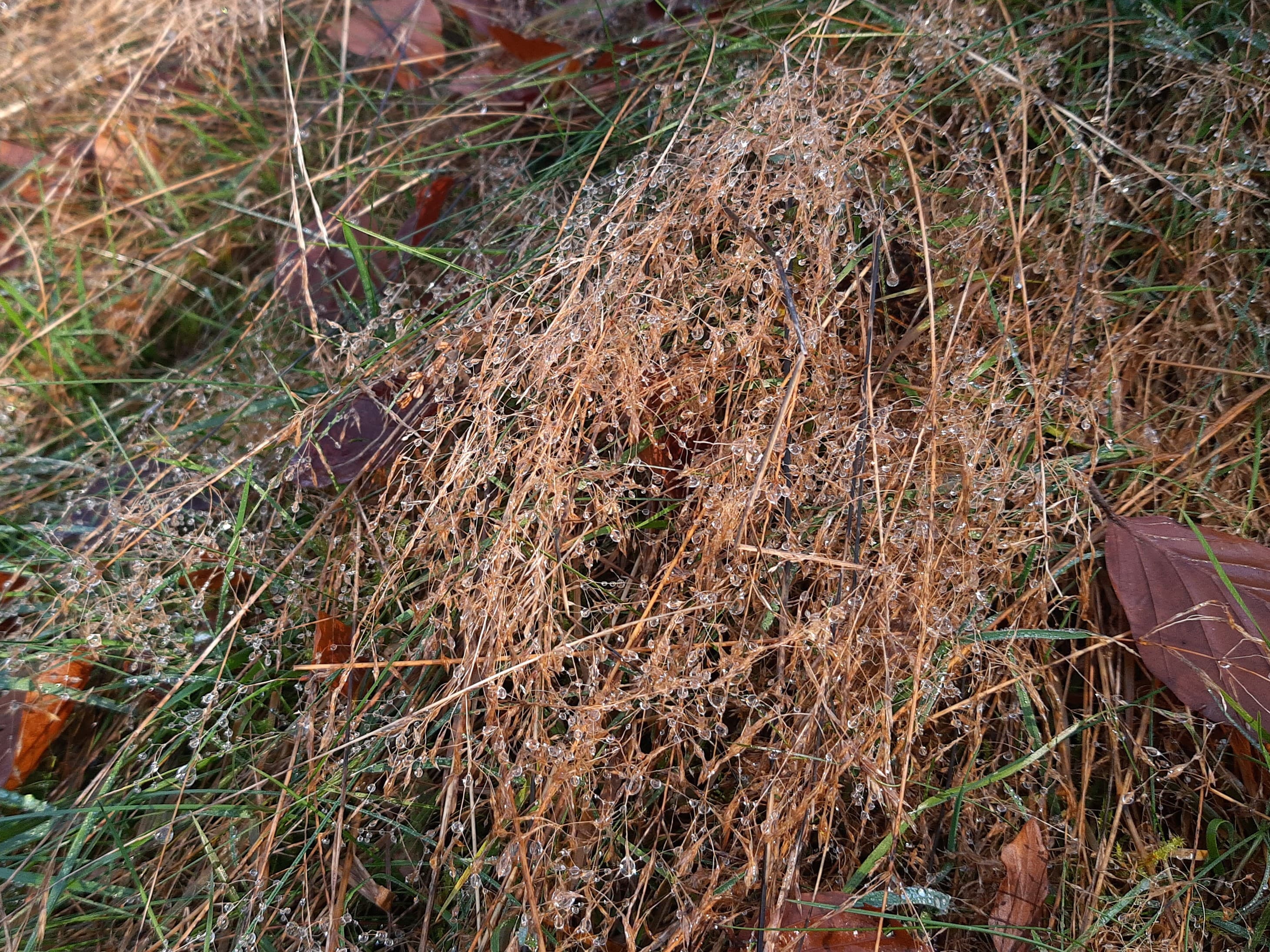 Oberreifenberg, water droplets on grass