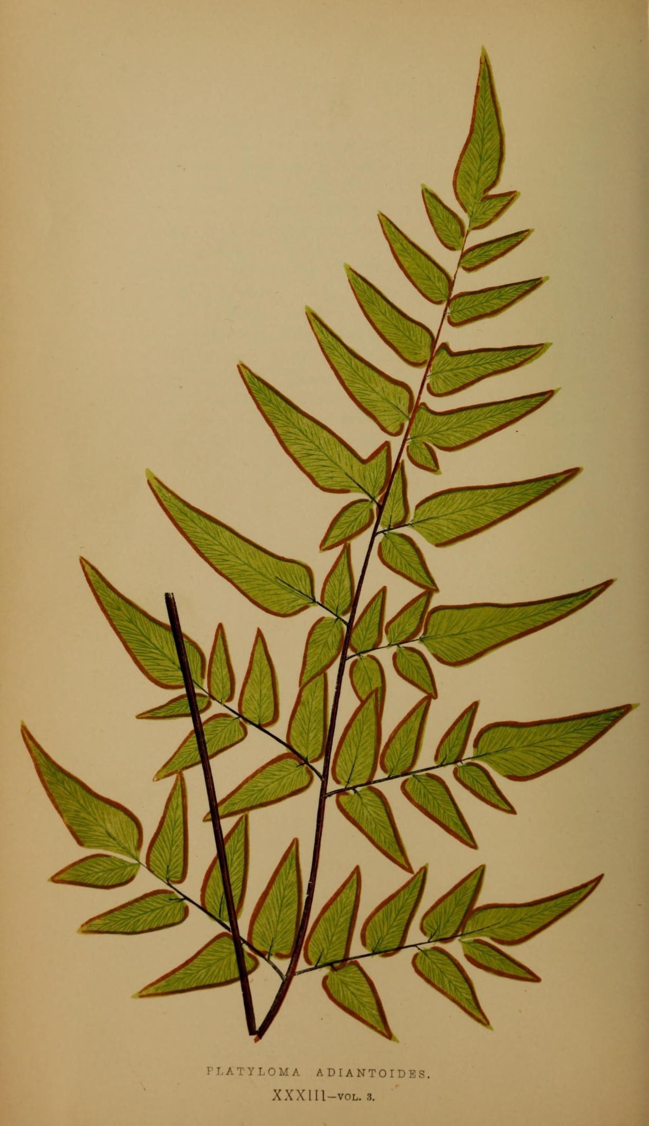 Ferns- British and exotic (10292238853)