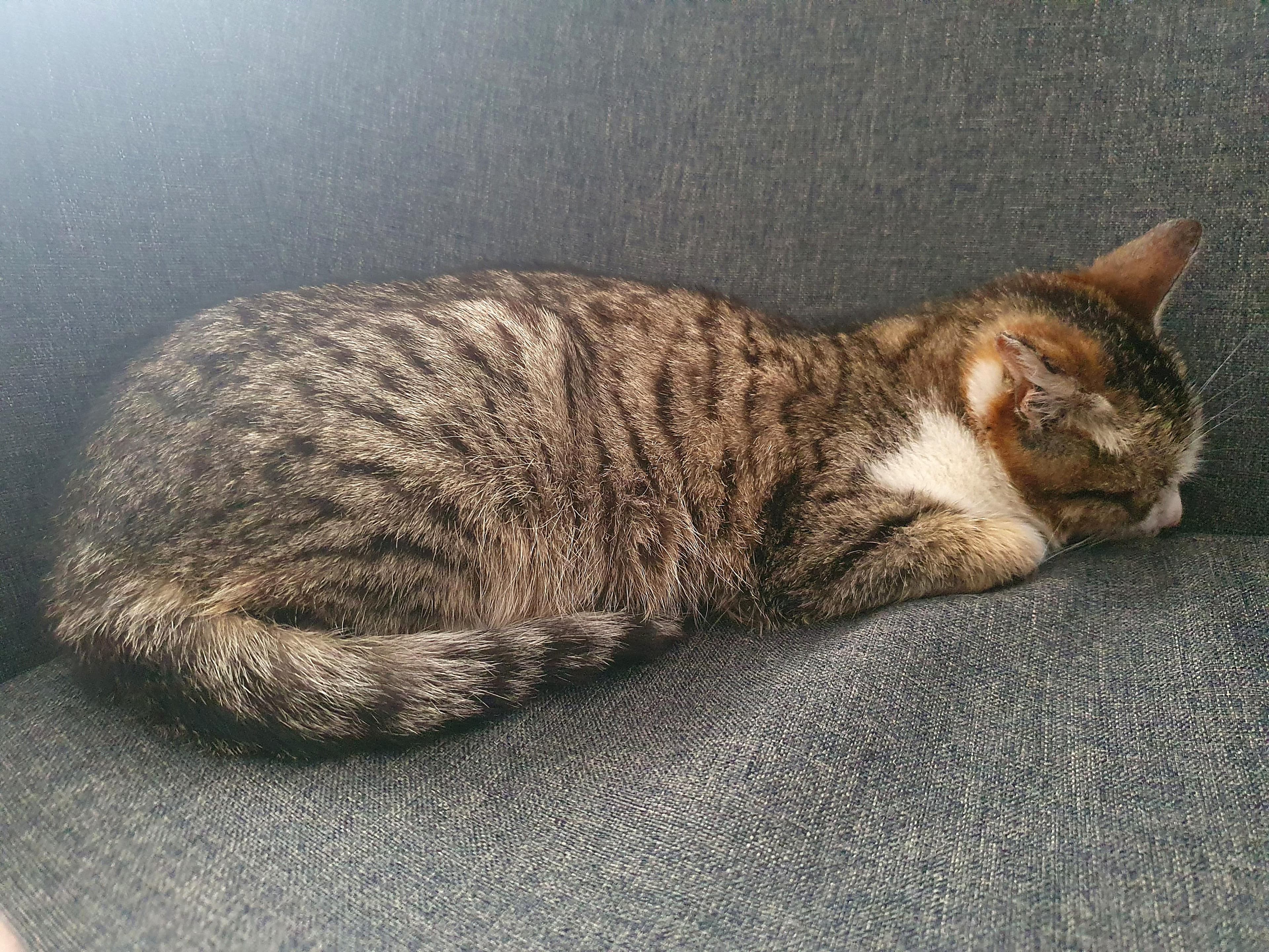 Sleepy European tabby cat