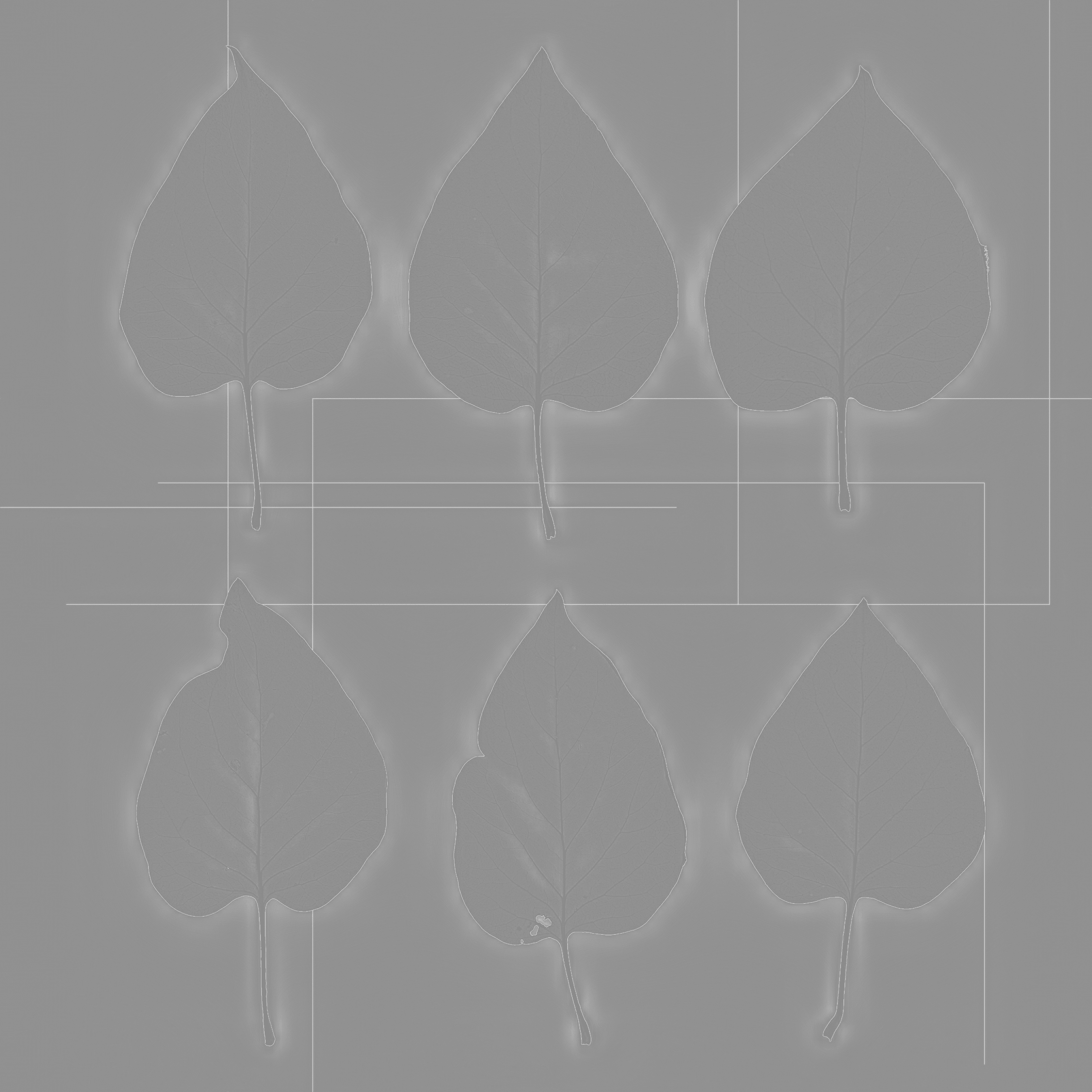 LeafSet004 4K Roughness