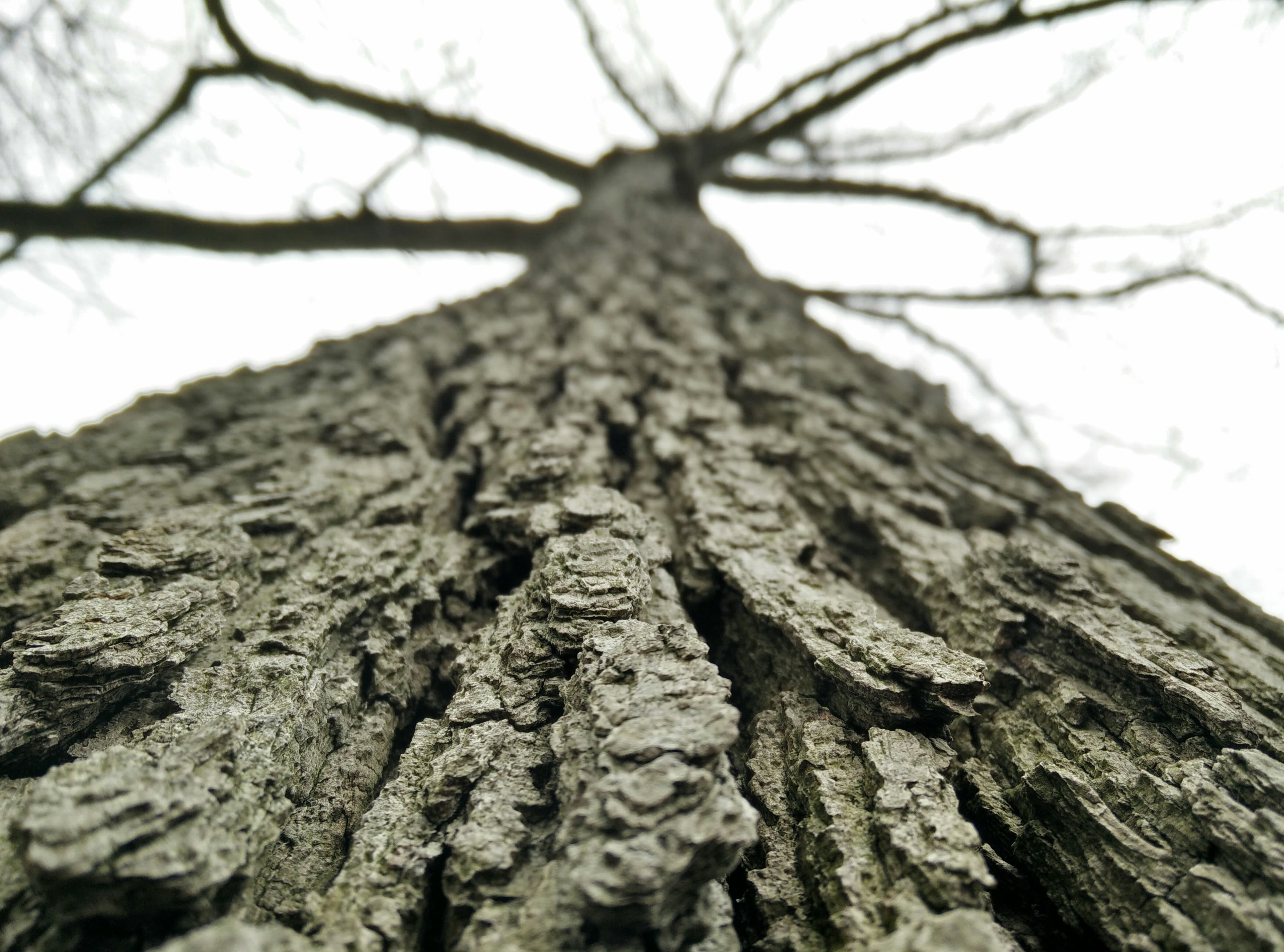 Majestic tree bark (Unsplash)