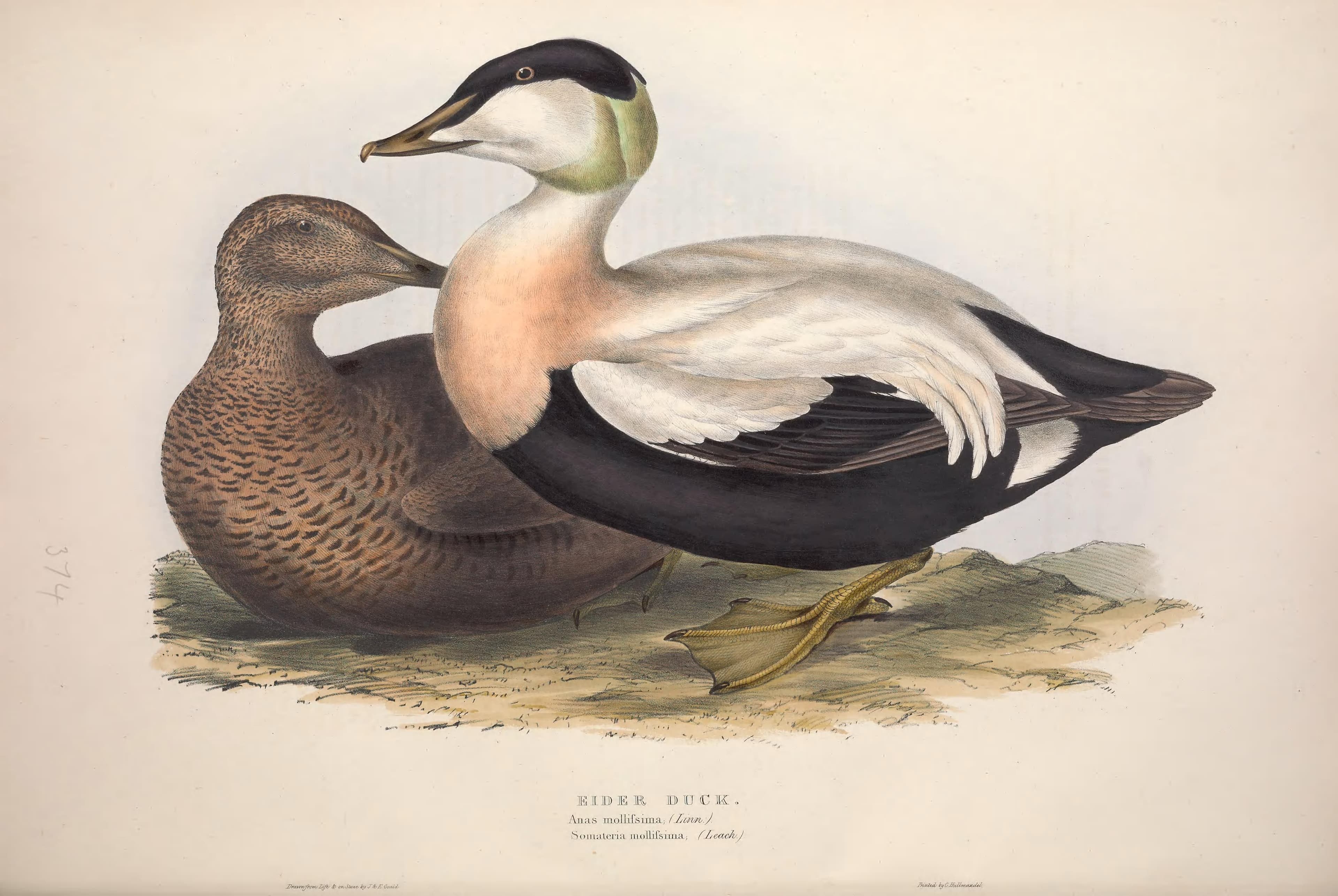 The birds of Europe (1837) (14564221637)