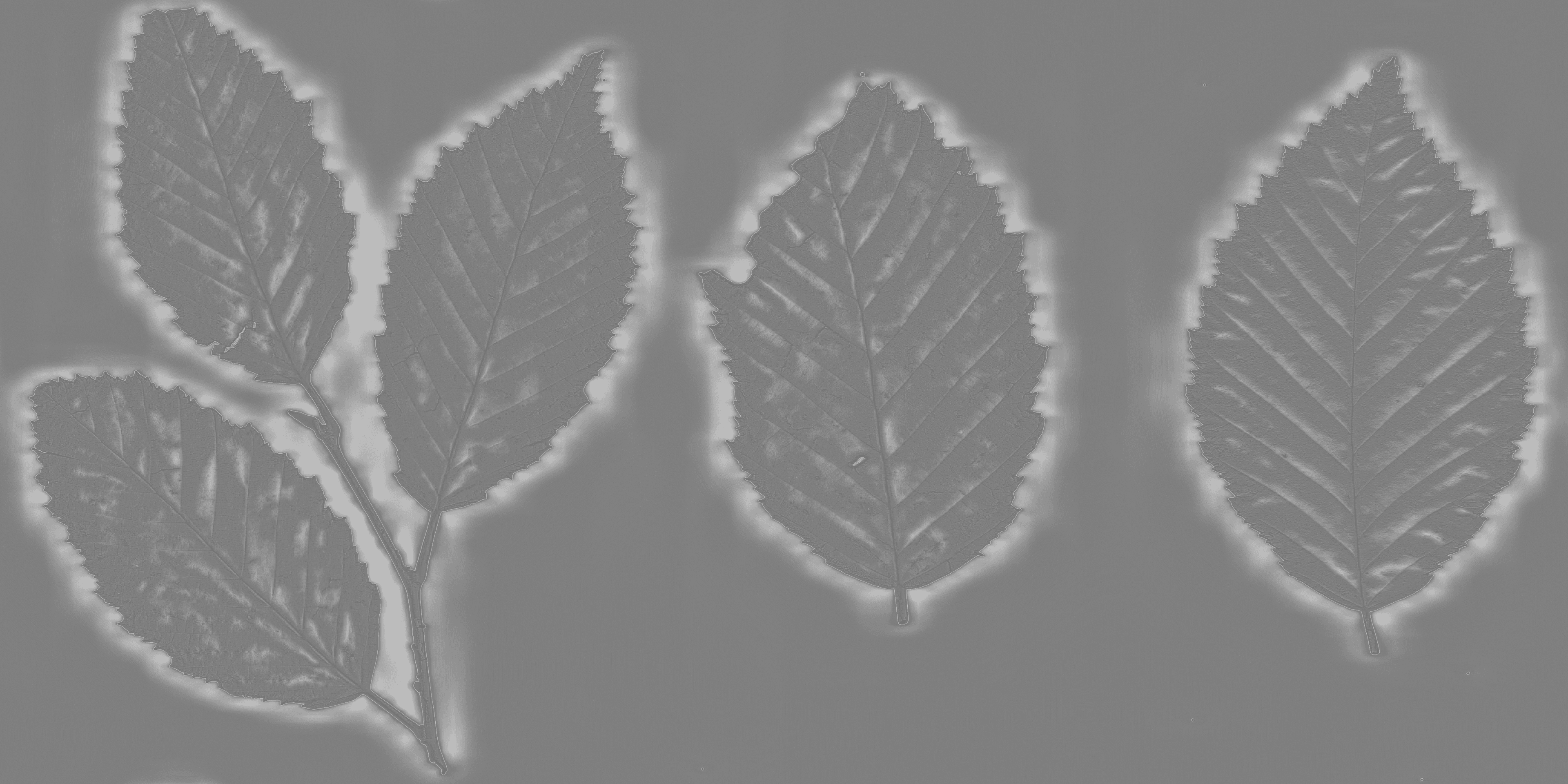 LeafSet005 8K Roughness