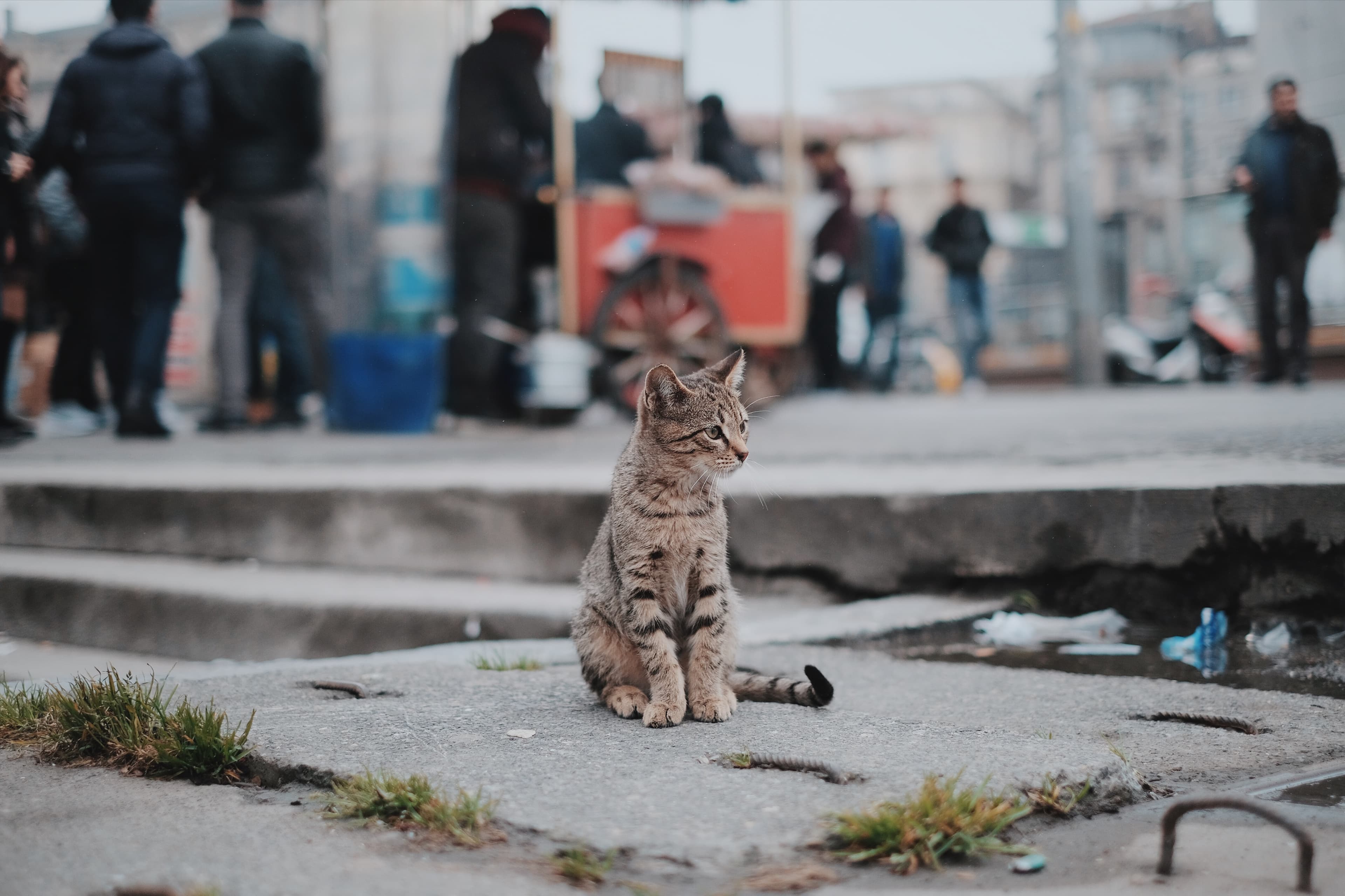 Tabby and the city (Unsplash)