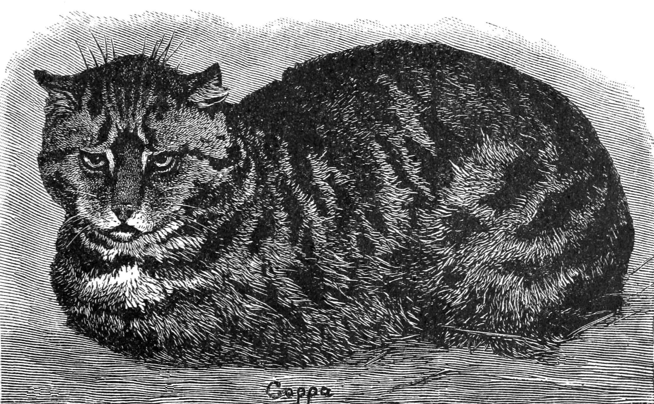 PSM V37 D105 English tabby cat