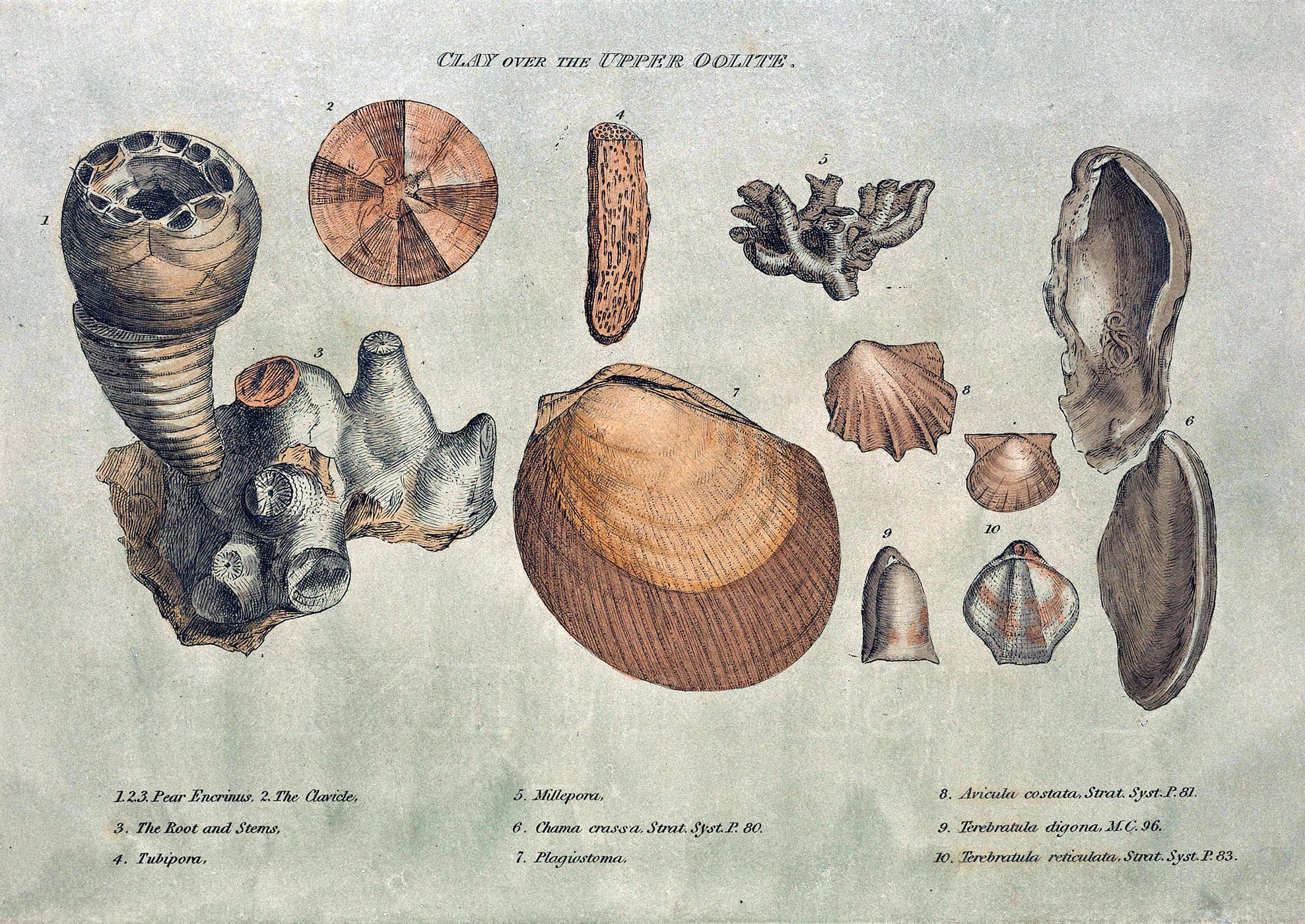 Smith fossils2