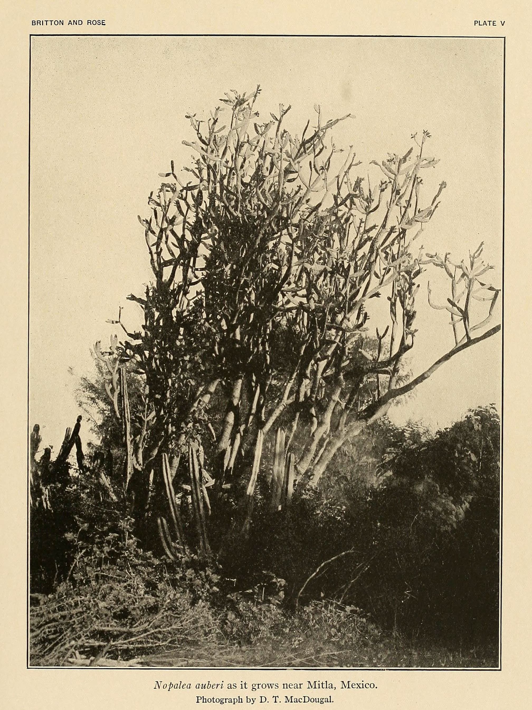 The Cactaceae (Plate V) (6025946631)
