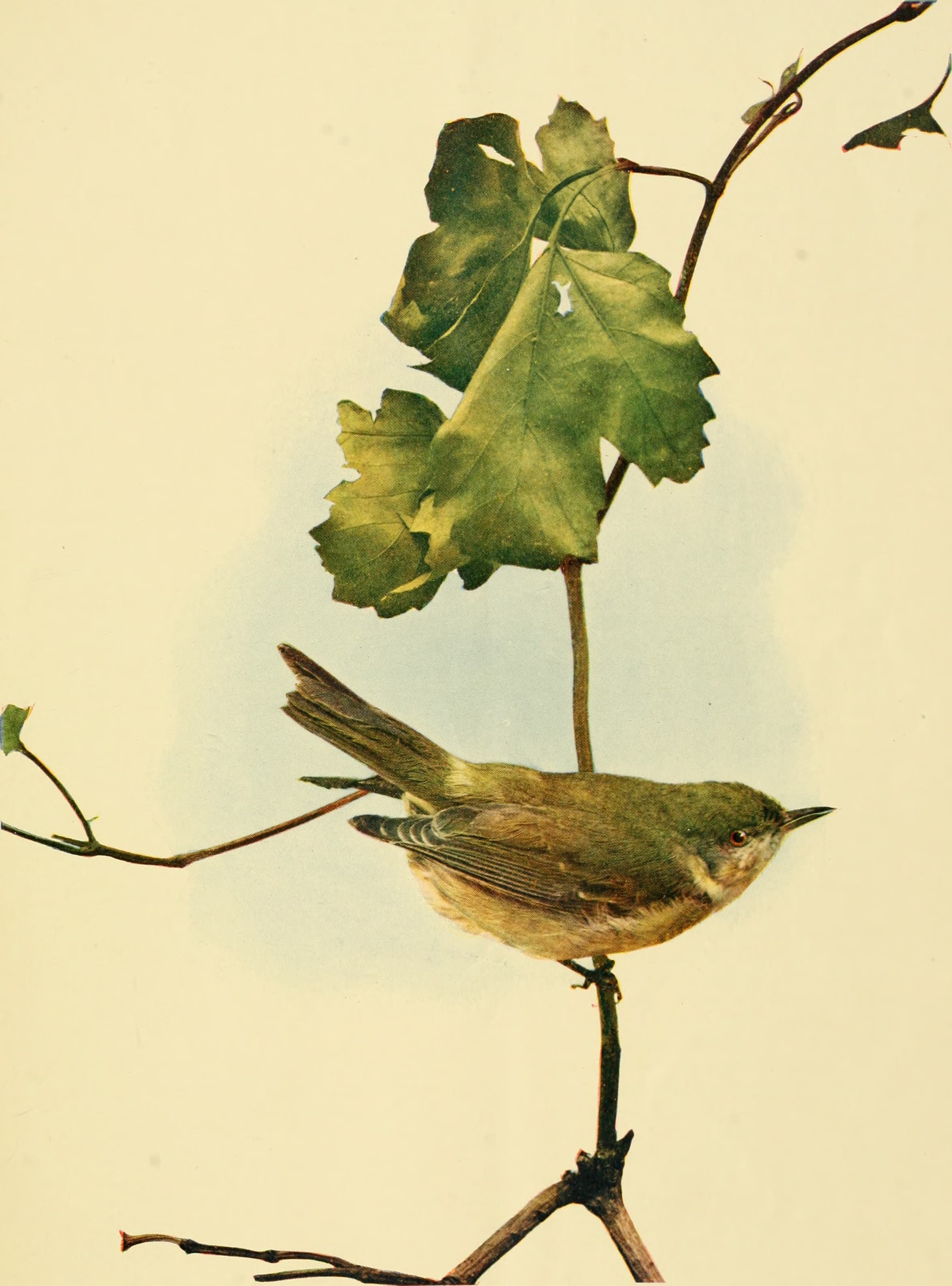 Birds and nature (1899) (14748516285)