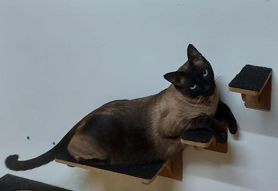 Cat Siames Happy