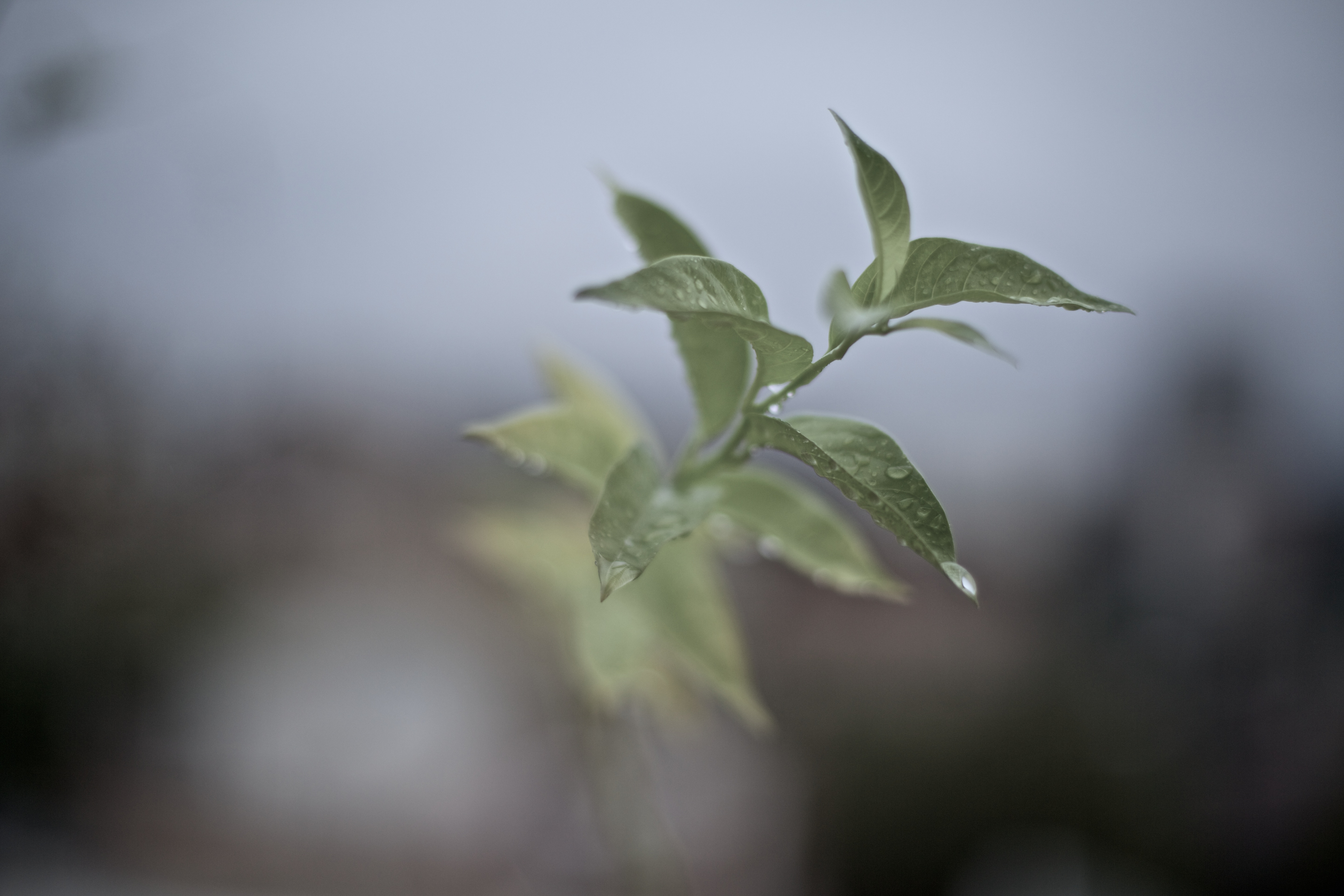 Dew-covered plant in macro (Unsplash)