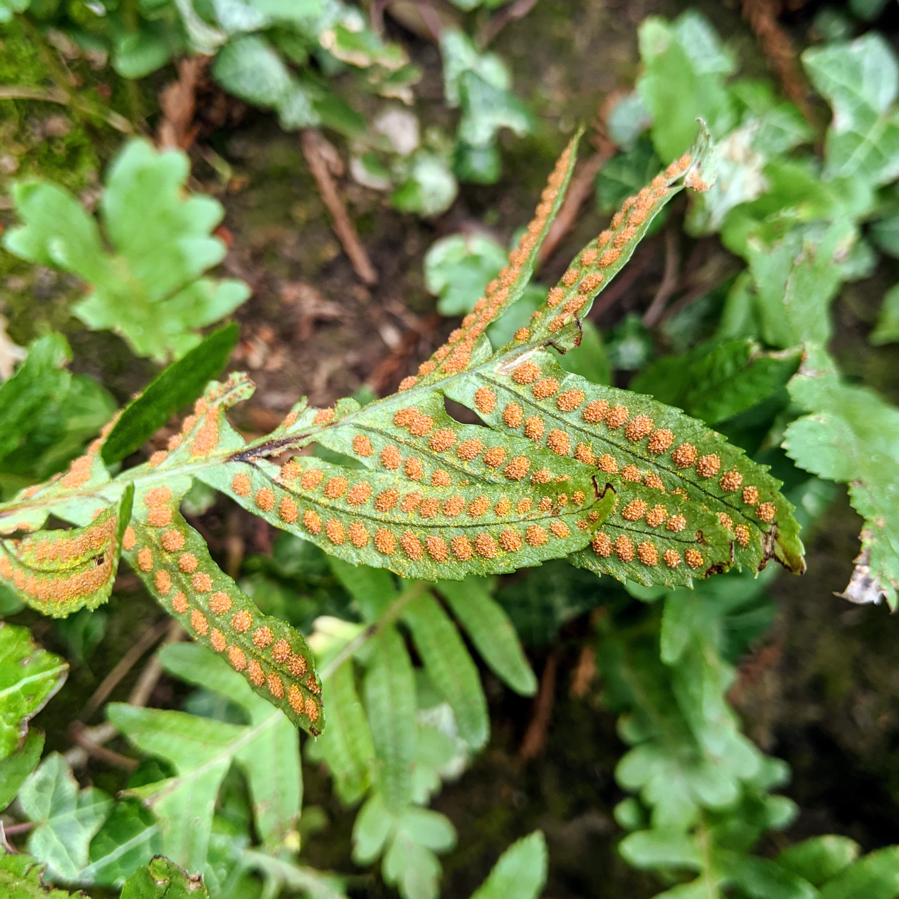 Fern sporangia in Saratoga CA