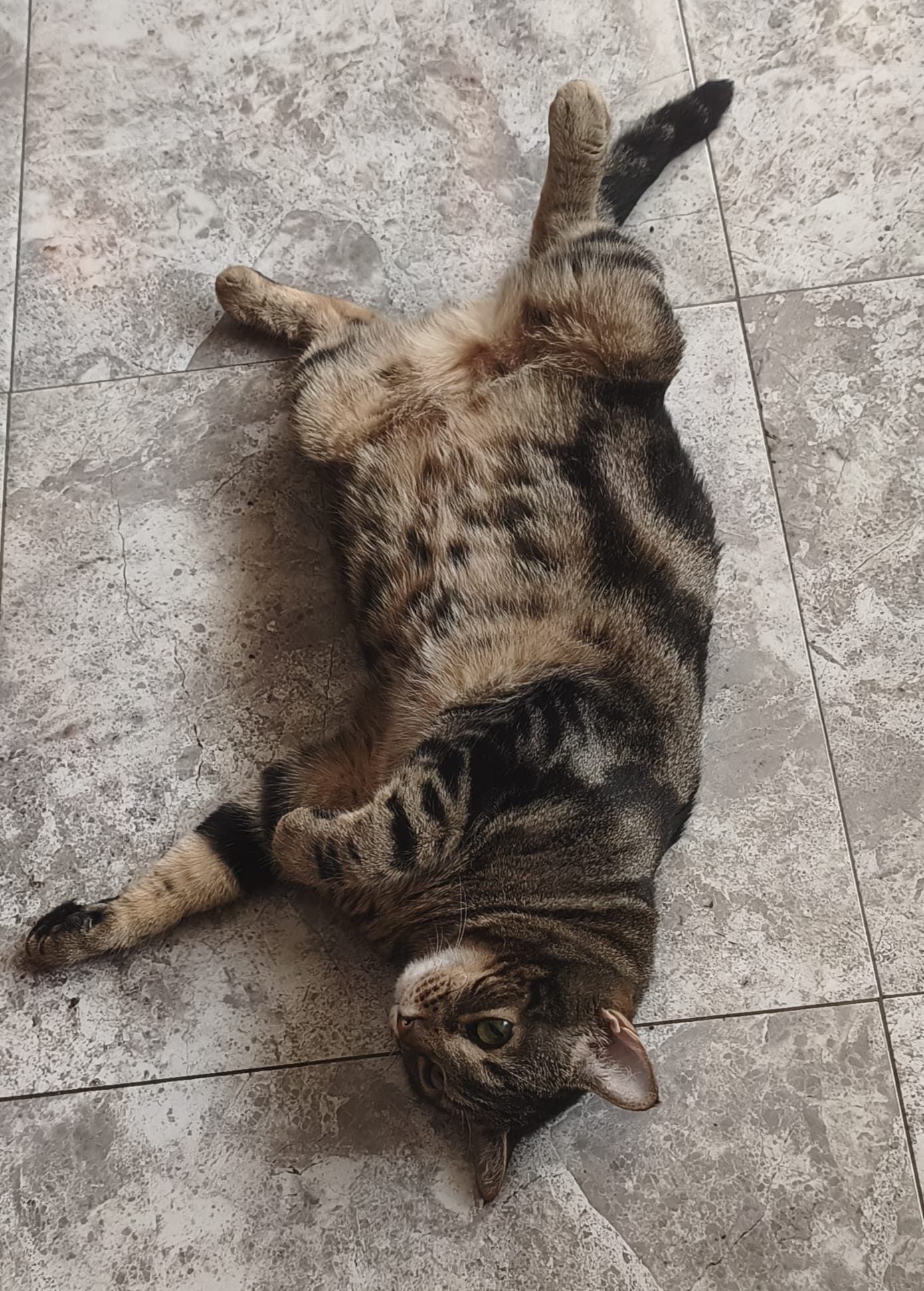 Tabby cat laying on the ground