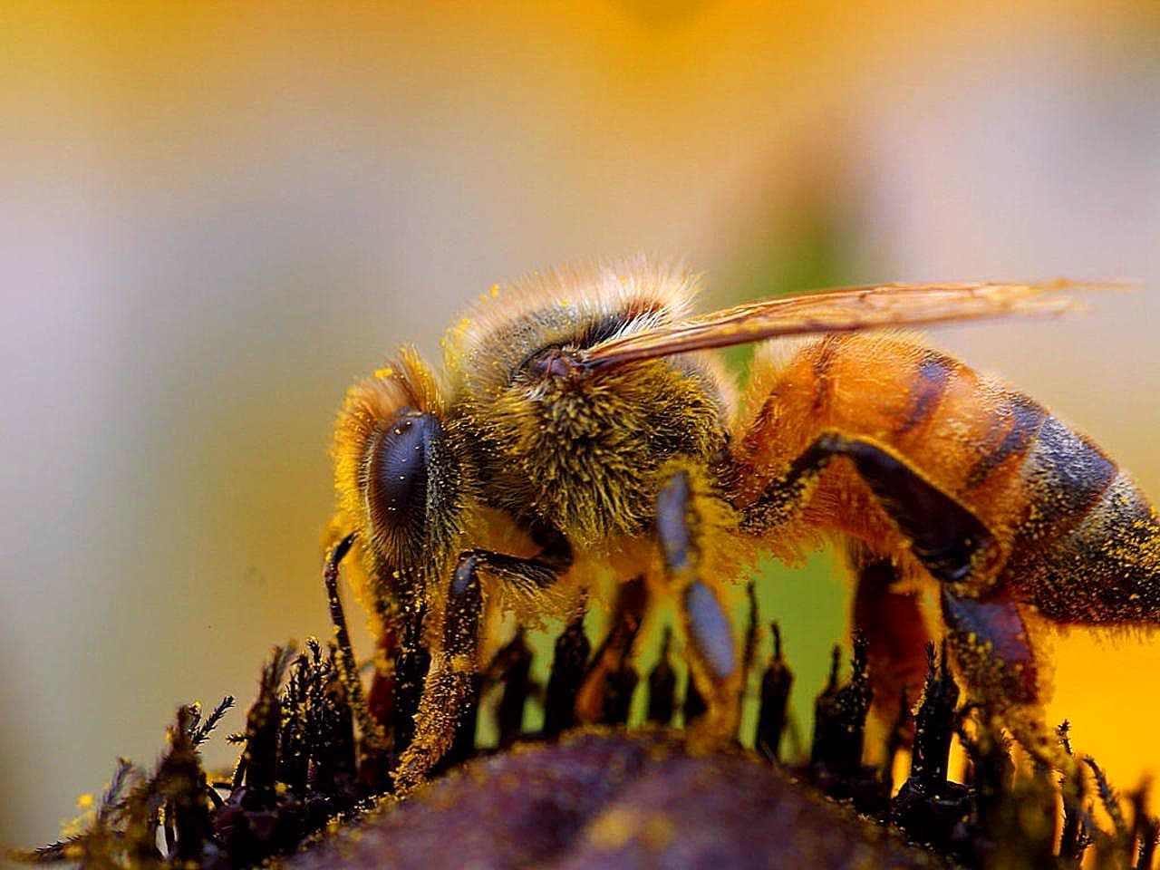 Bee macro insect