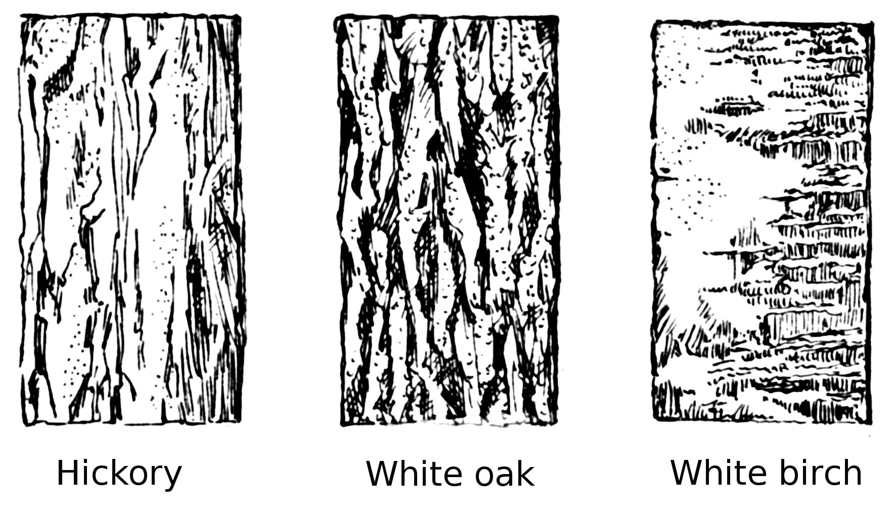 Bark (Tree) (PSF)