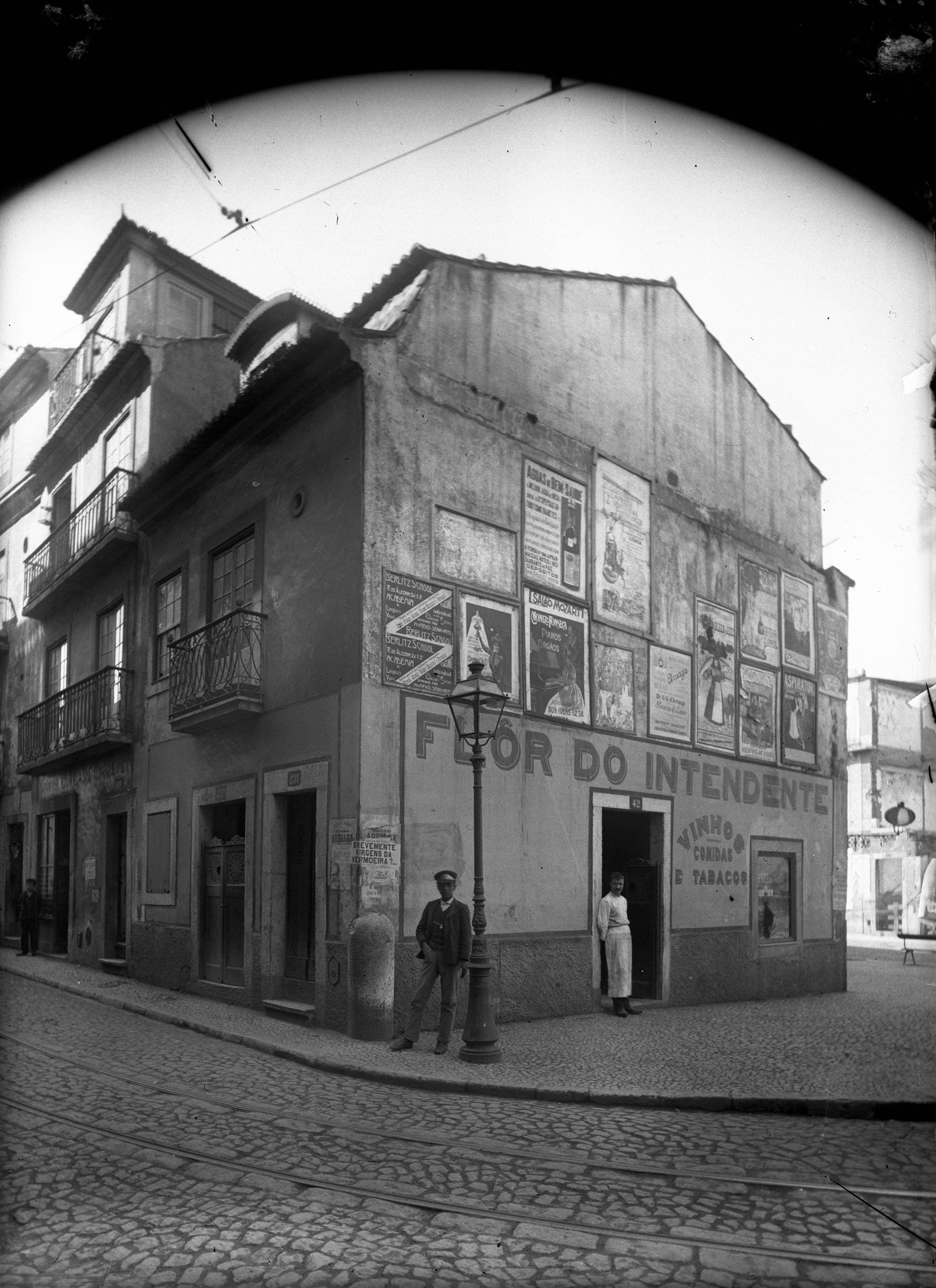 Flôr-do-Intendente