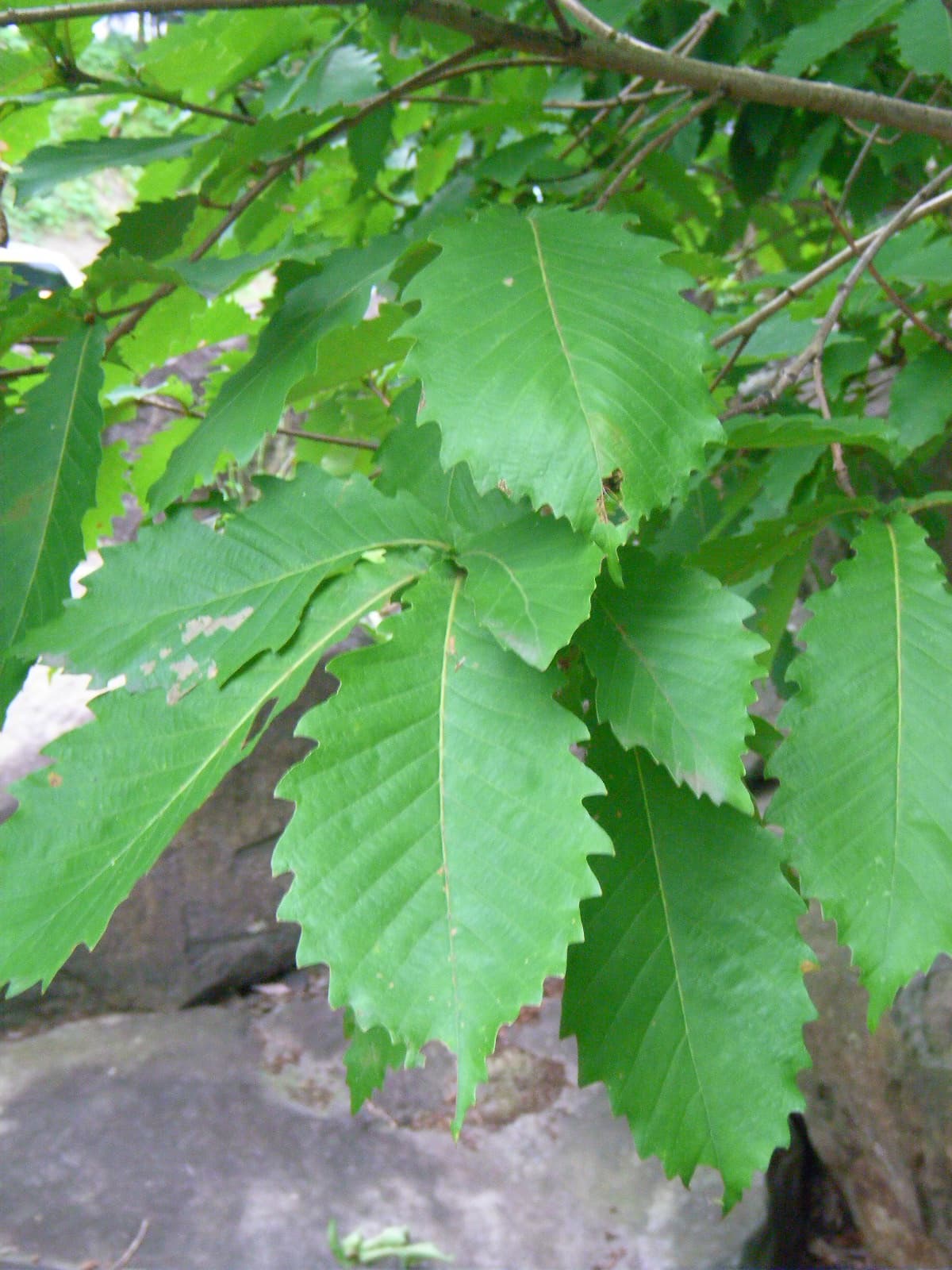 Leaves of Quercus crispula