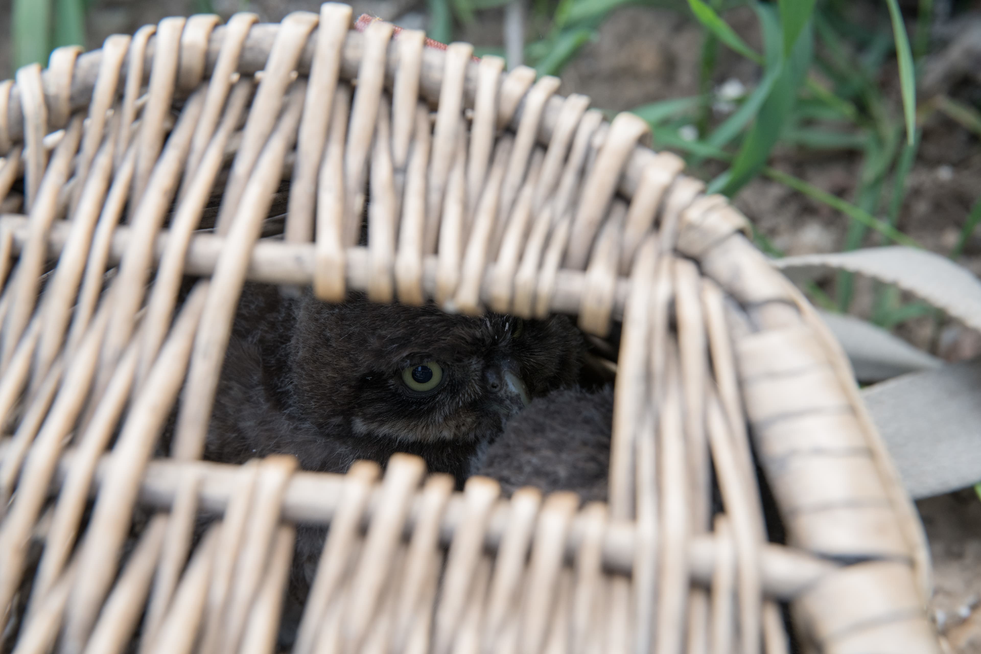 Protected Birds Banding 2021 (6685141)