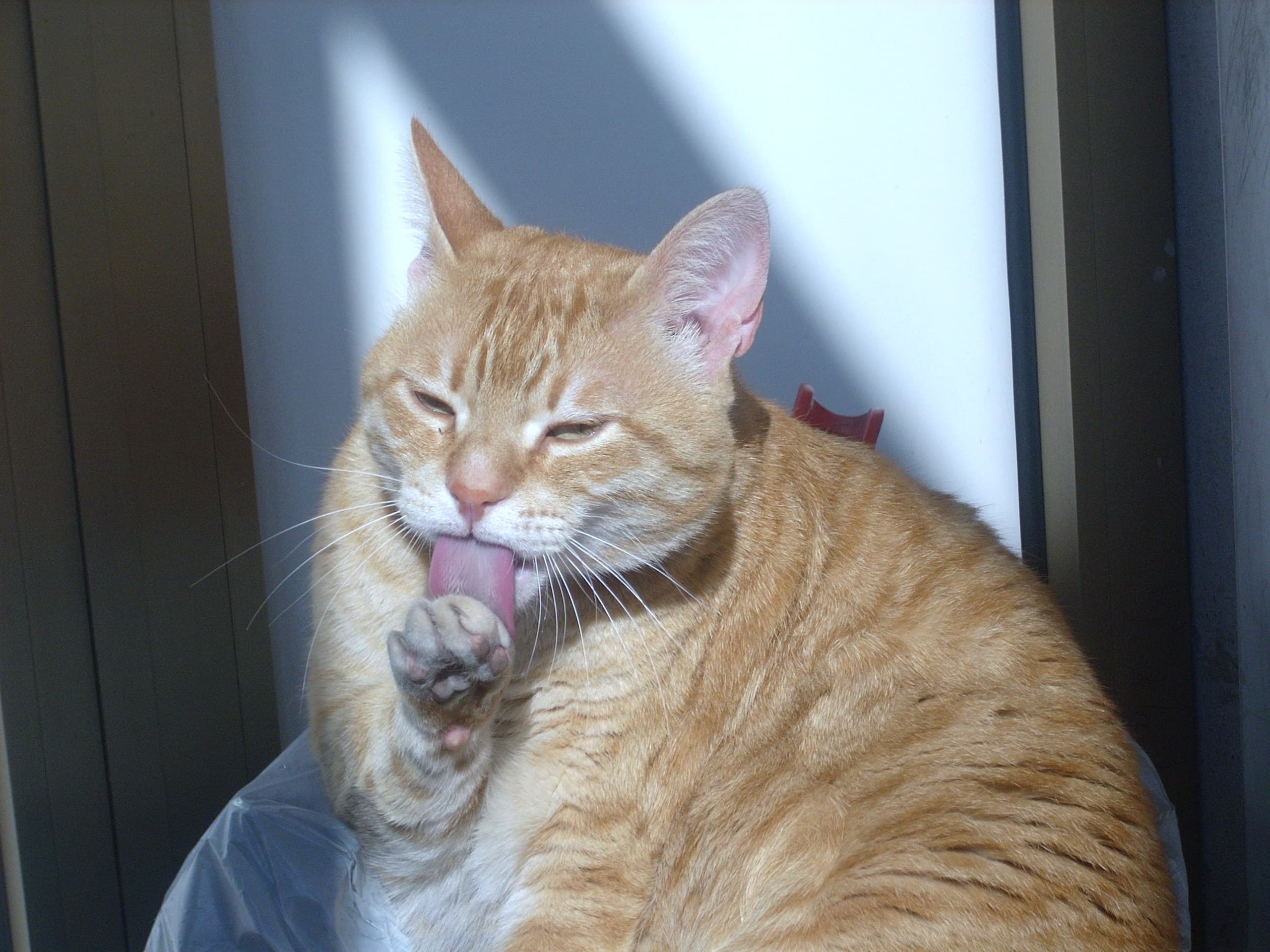 Orange tabby Tony 2