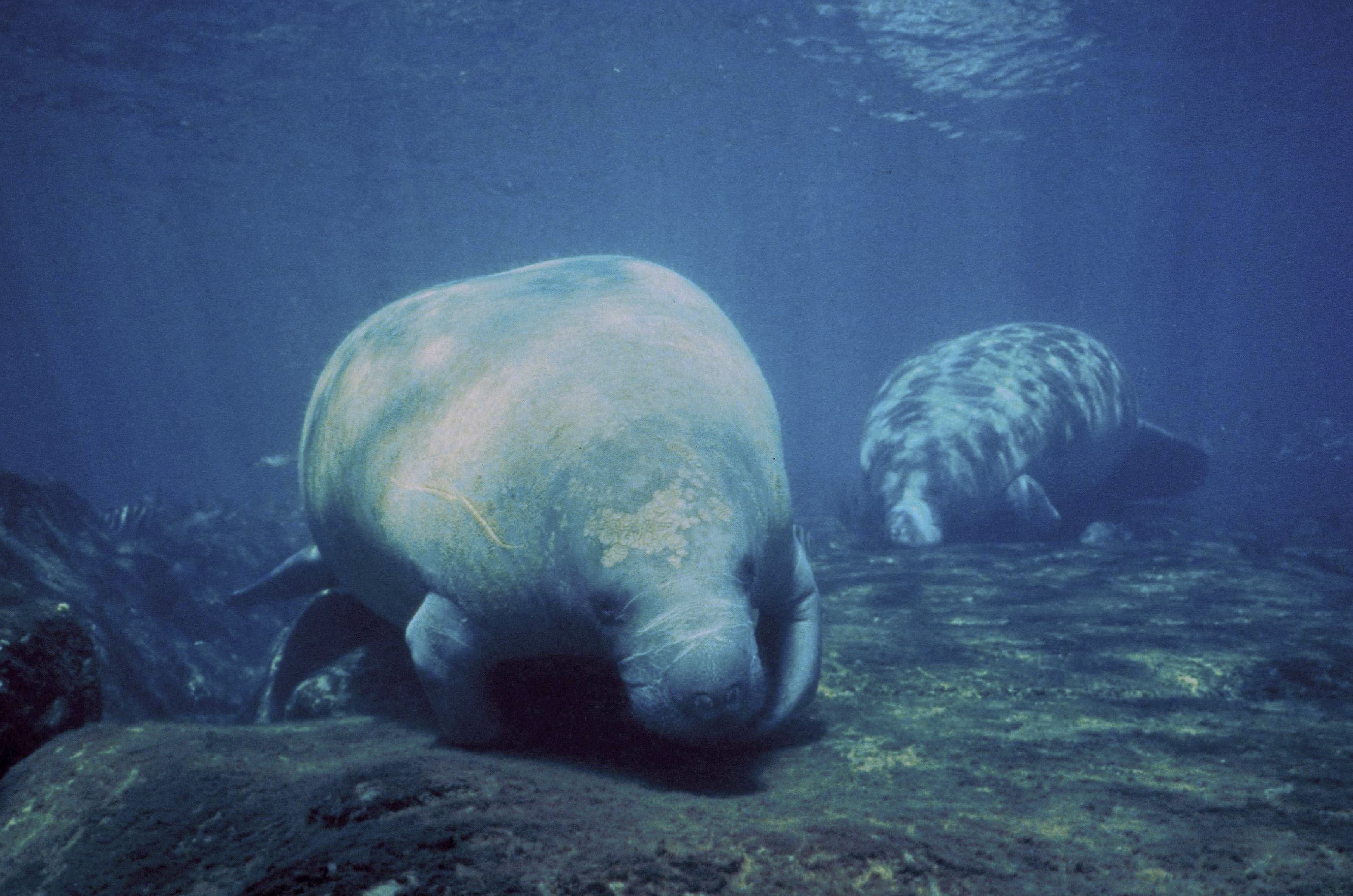 Manatee marine mammals underwater