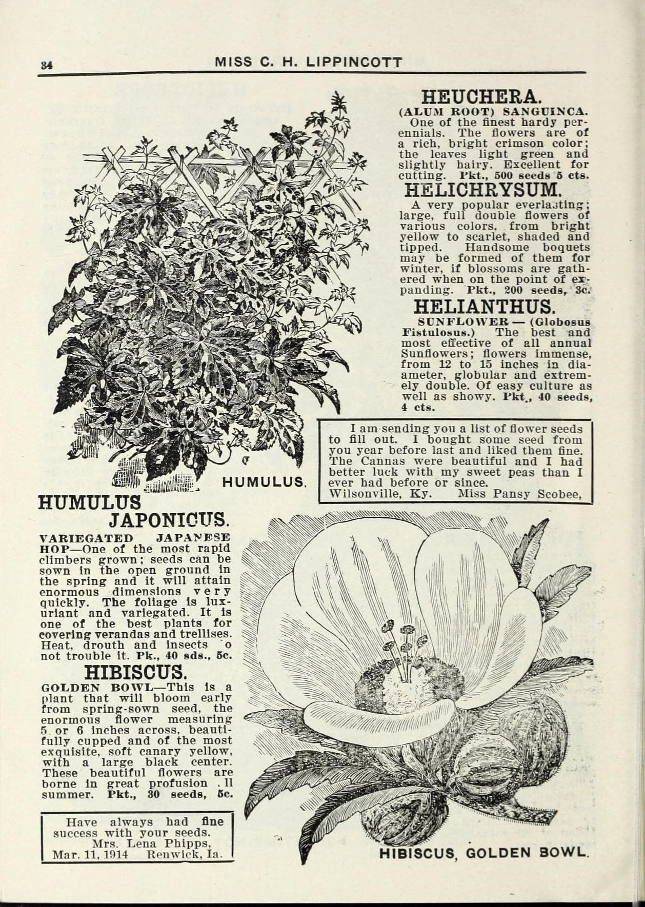 Lippincott seeds (15753202663)